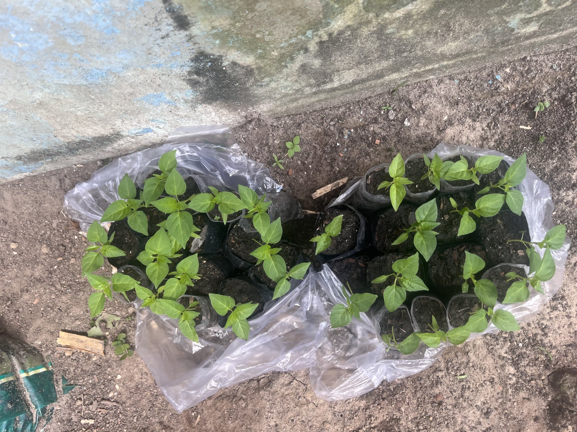 Membeli bibit ke tanjung pandan