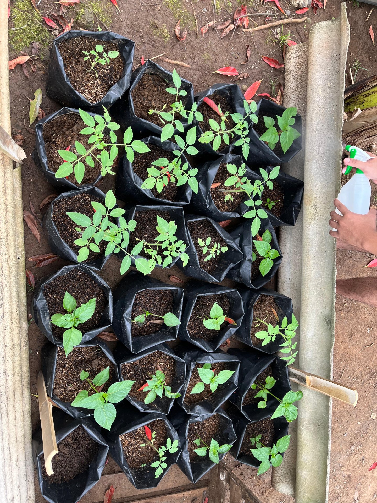 Controlling Intensifikasi Pekarangan hari ke-13