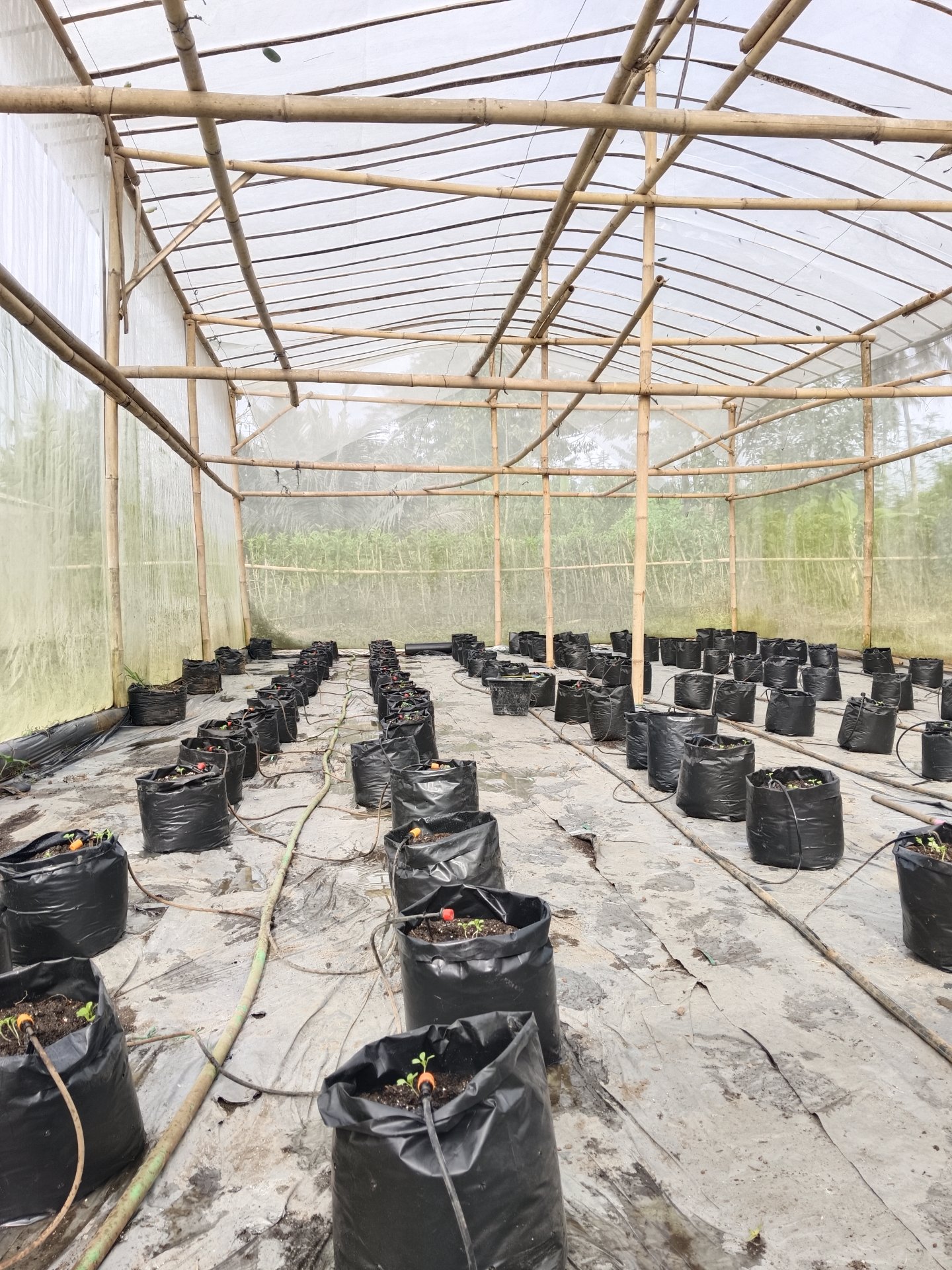 Day 16! Penyiraman Tanaman dan Pembagian Barcode QRIS ke UMKM