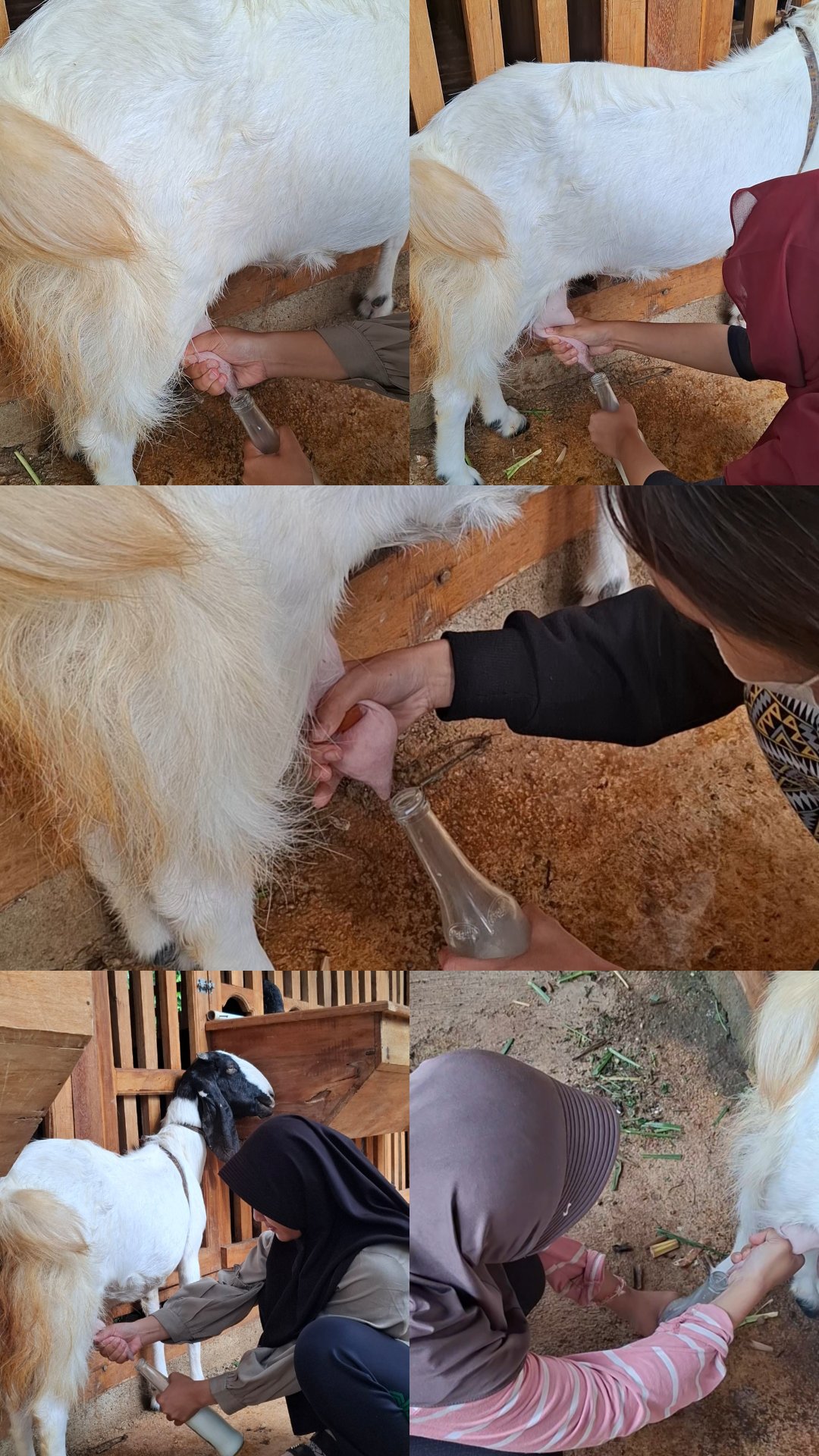 Kunjungan ke Peternakan Kambing Perah