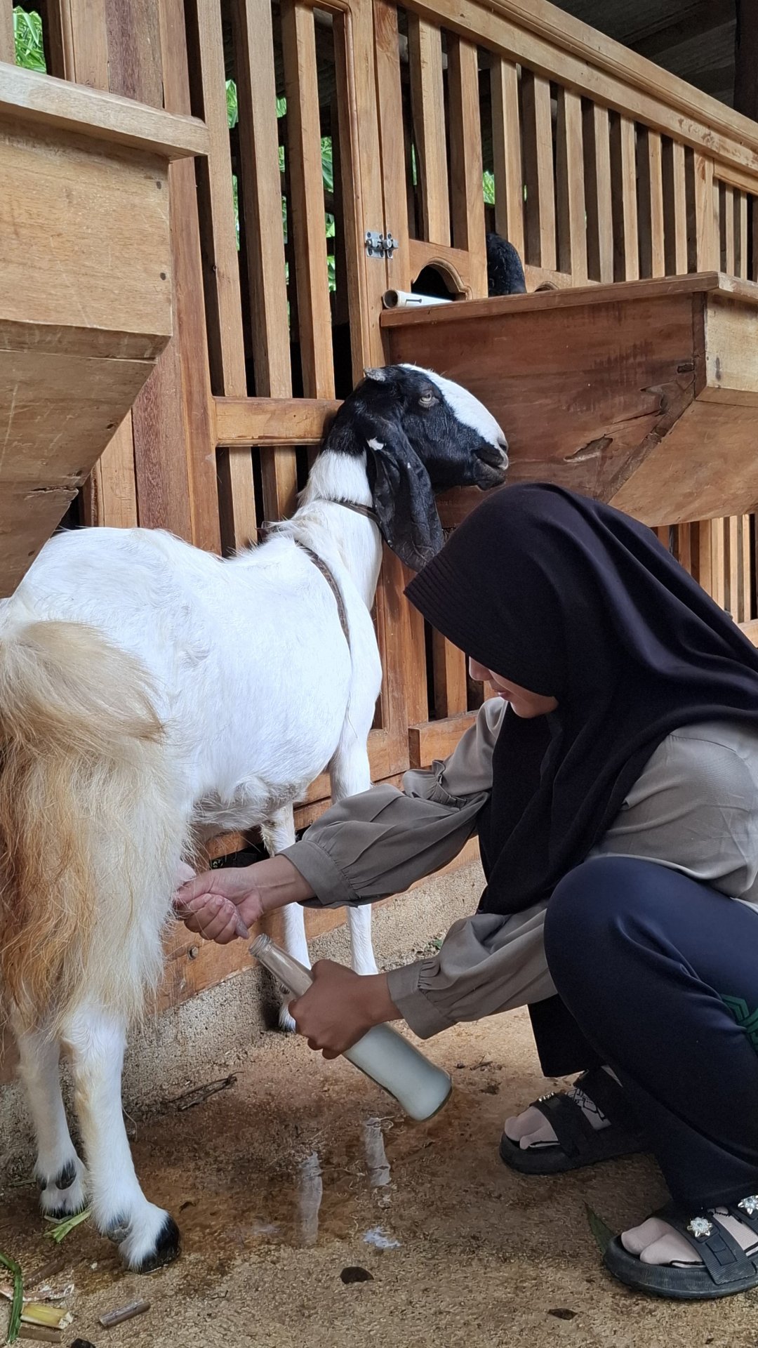 Mengunjungi Padepokan Kambing Etawa