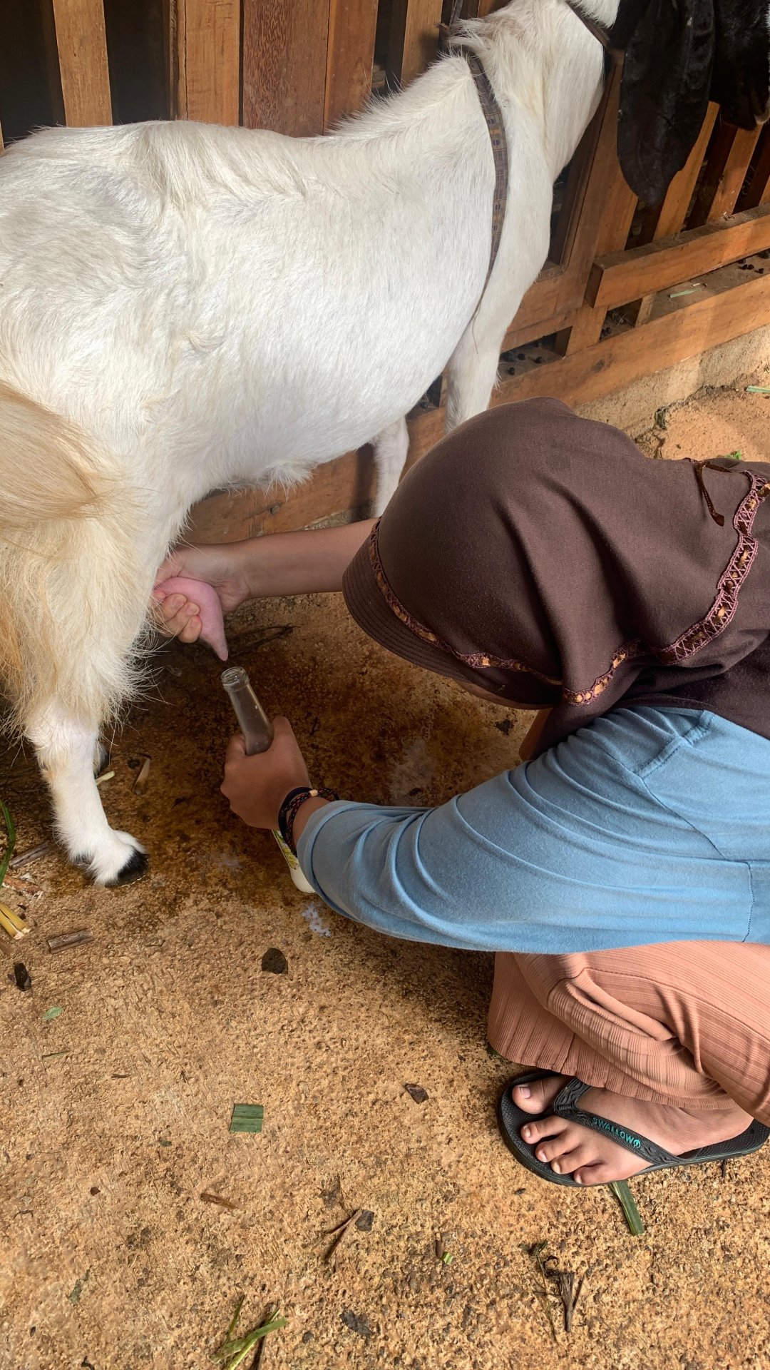 Kunjungan Padepokan Kambing Etawa
