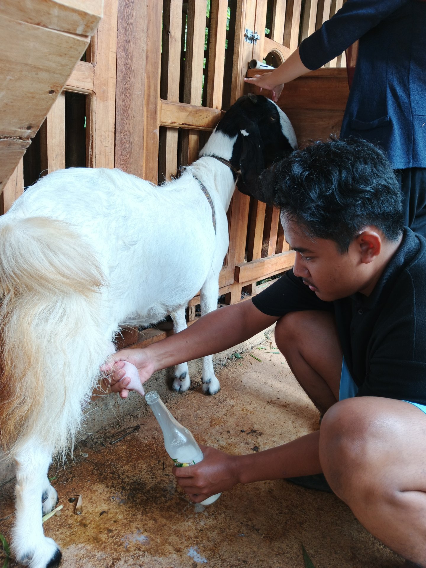 Kunjungan Peternakan Kambing Etawa