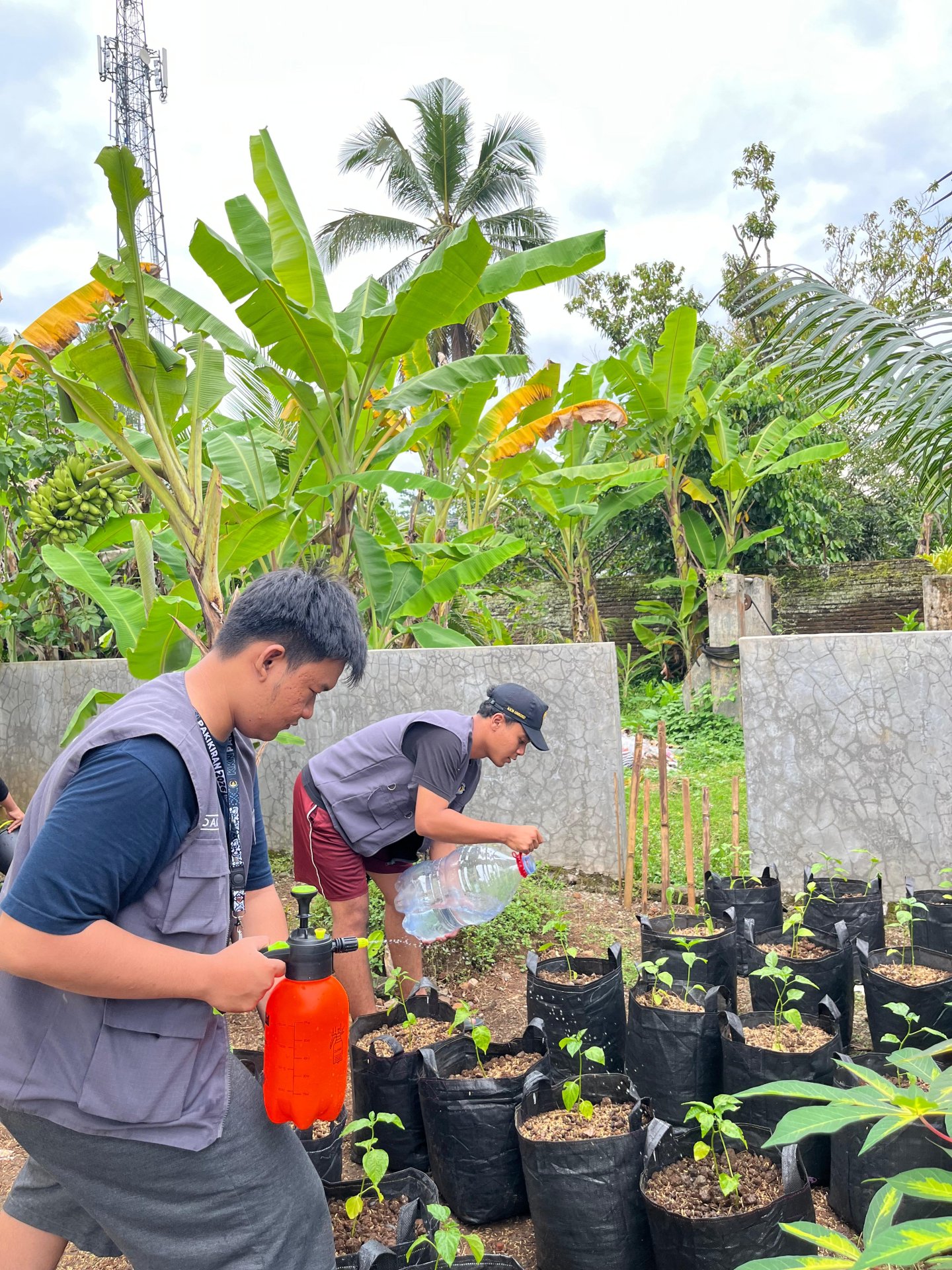 Monitoring dan Penyiraman Intensifikasi Pekarangan Tanaman Cabai