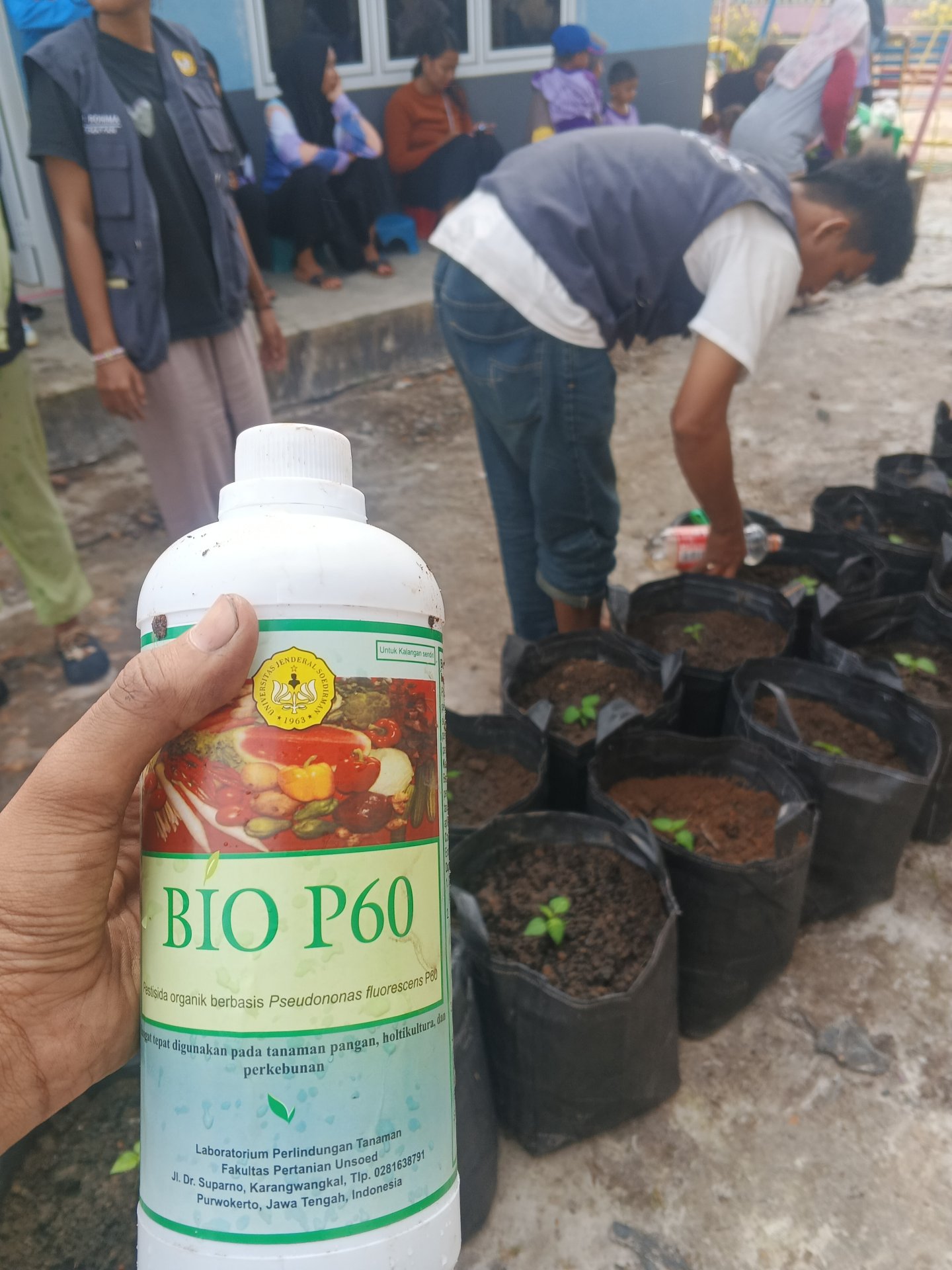 Pengaplikasian BIOP60 ke tanaman cabai