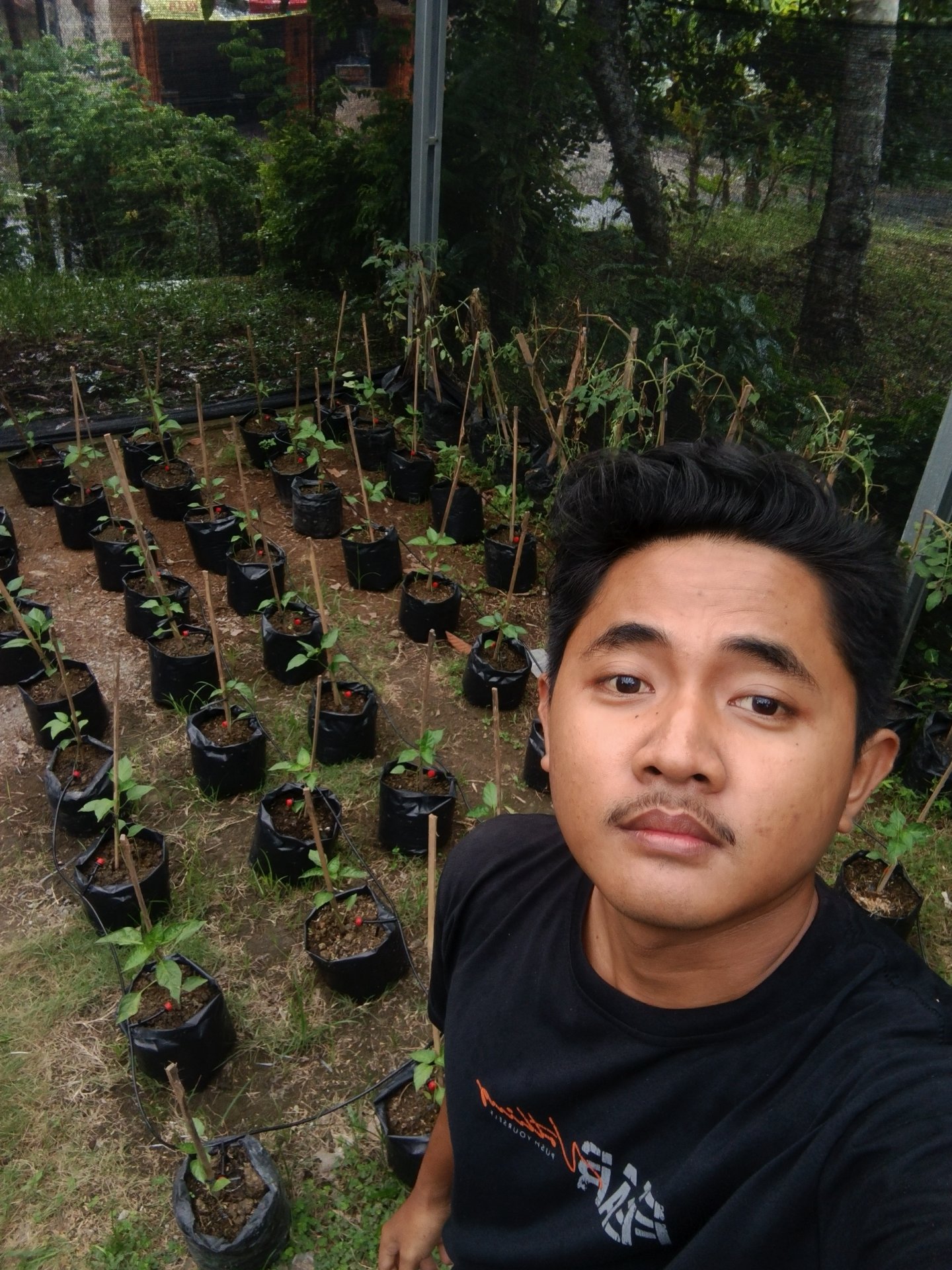 Penyiraman dan pengecekan irigasi tetes