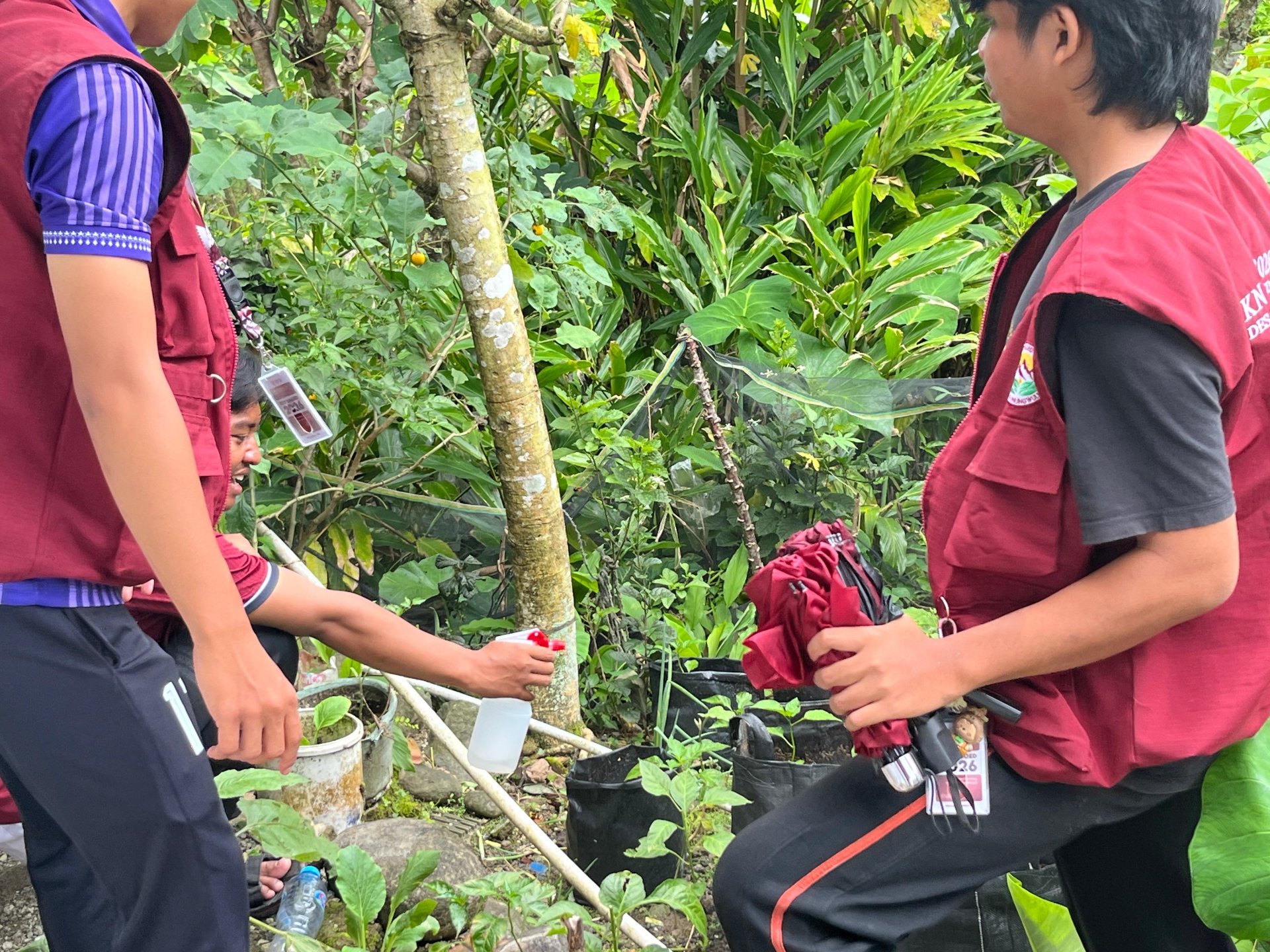 Monitoring Tanaman Pekarangan
