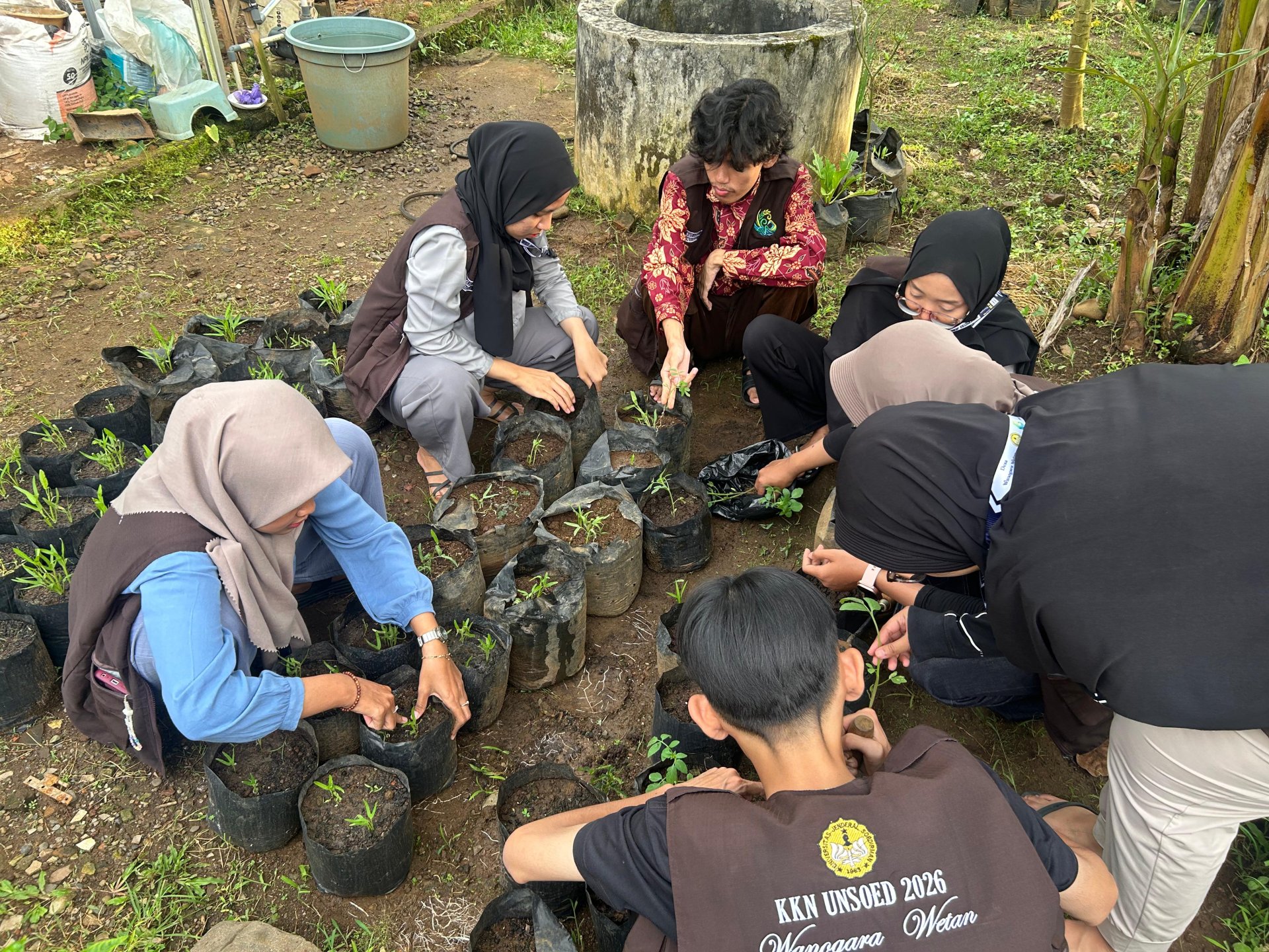 Penanaman Bibit Tomat