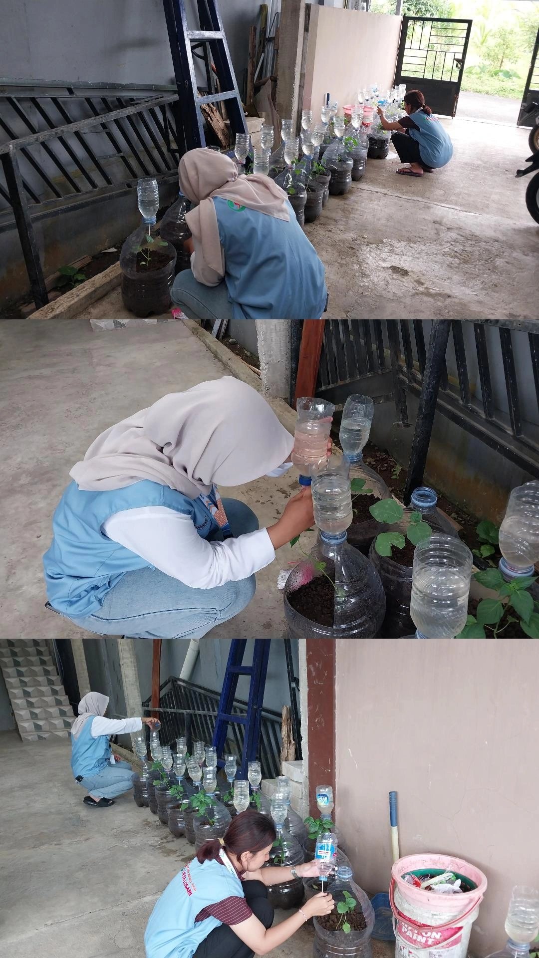 Monitoring Tanaman Intensifikasi