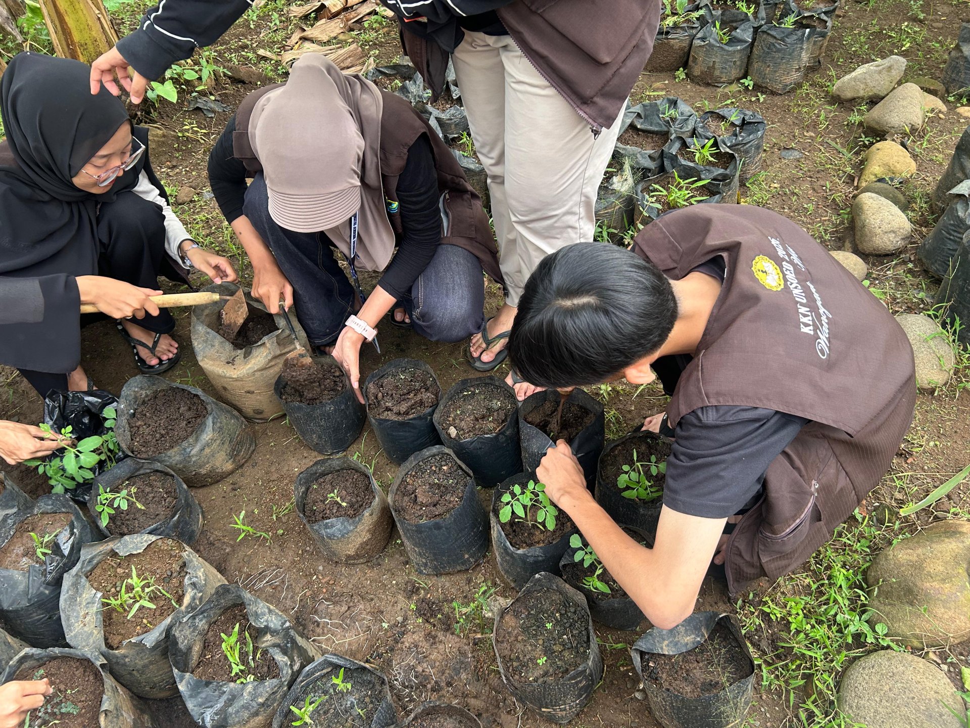 Penanaman Bibit Tomat