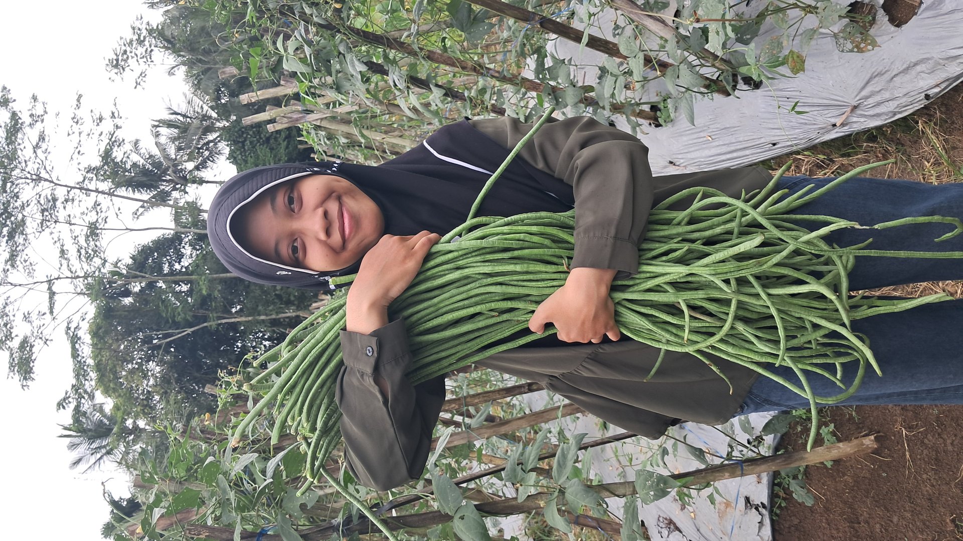 Panen Kacang Panjang