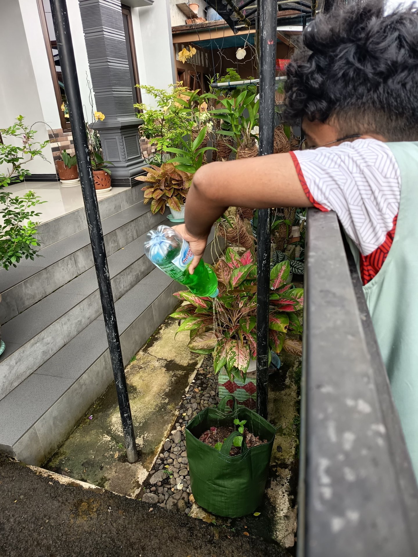 Penerapan pupuk alami kepada tanaman warga