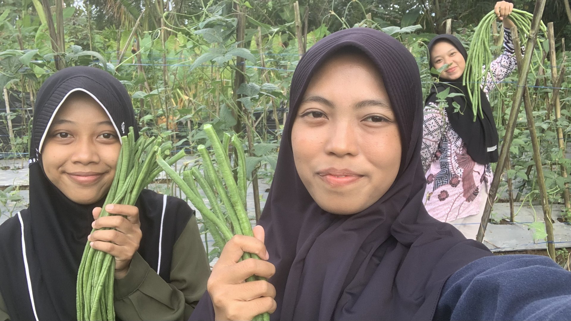 Membantu Memanen Kacang Panjang