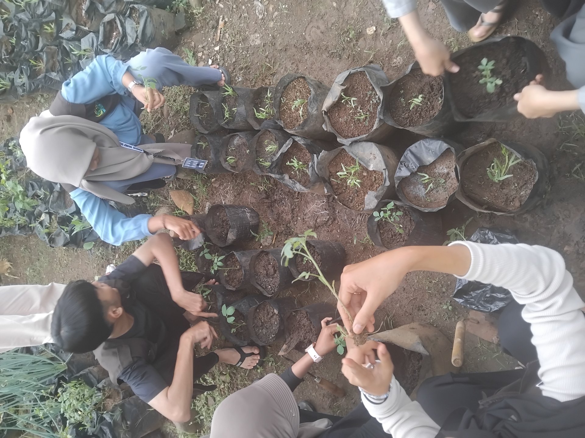 Monitoring Lahan Penanaman Cabai Dan Kangkung di Lahan KWT