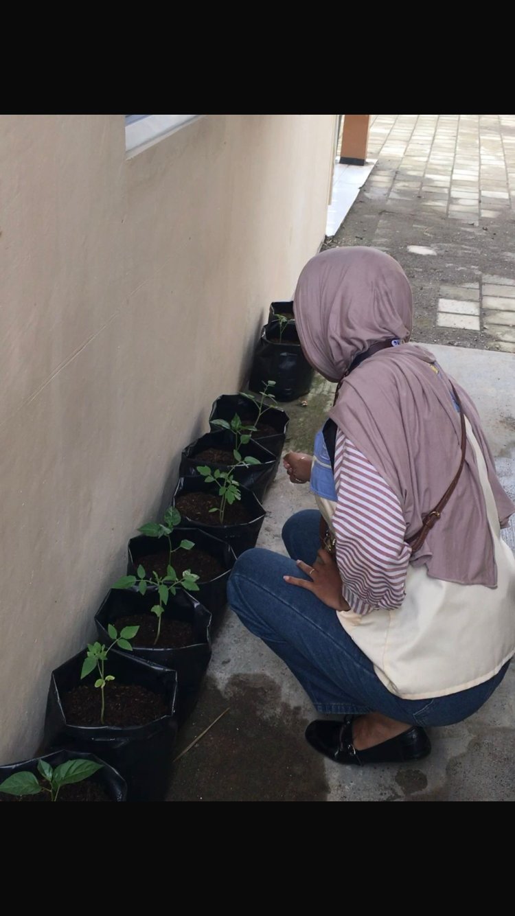 Monitoring Tanaman Cabai dan Terong