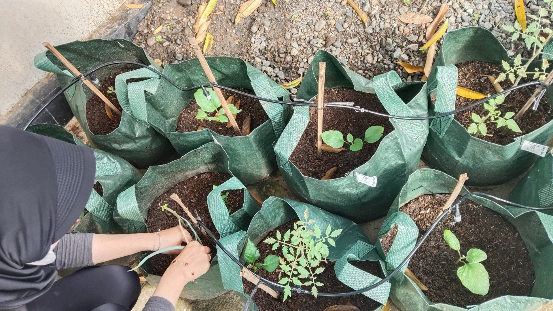 Hari 17.18 (Inovasi Lingkungan Berkelanjutan dan Pendampingan Kegiatan Kepramukaan)