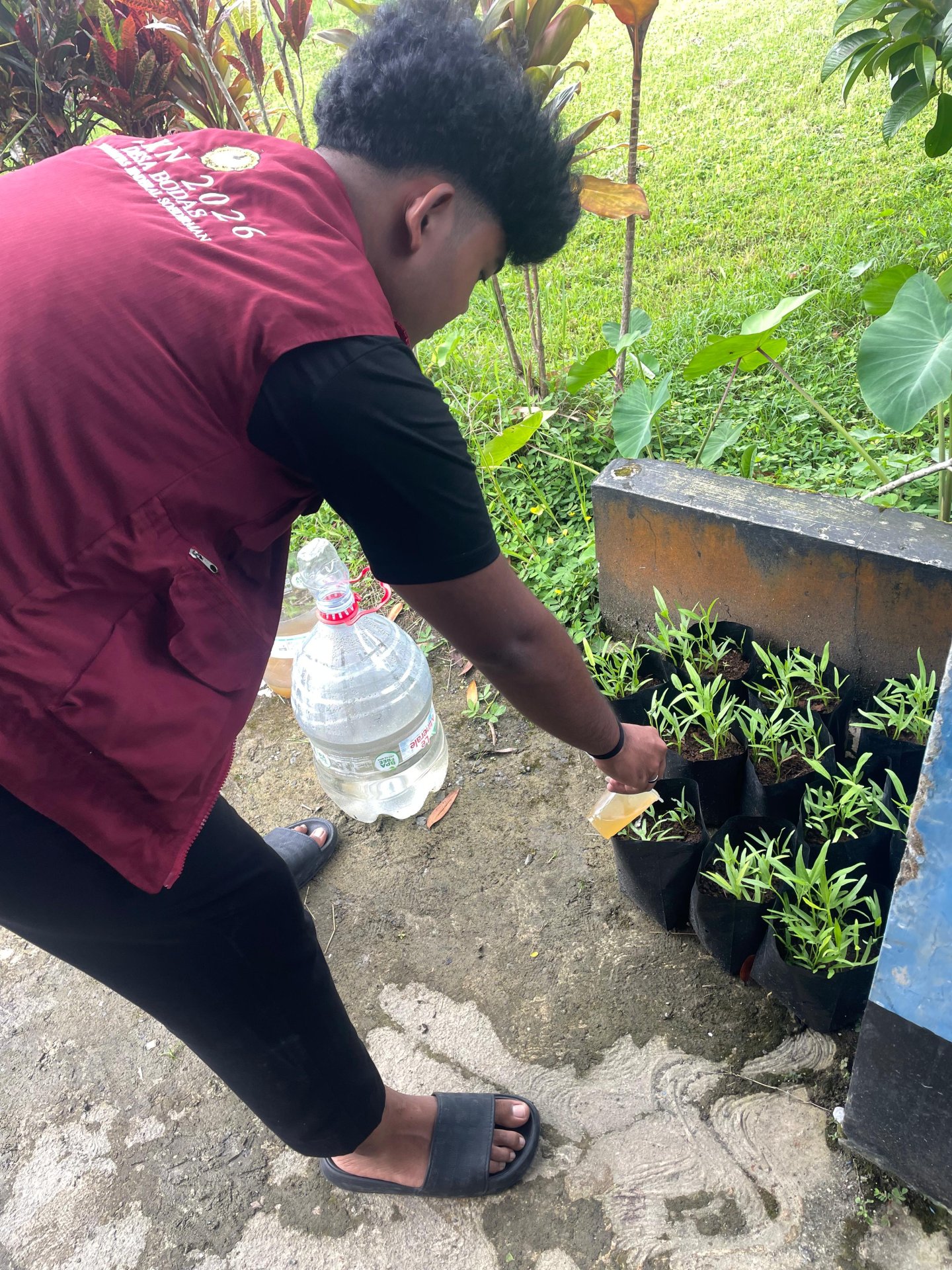 budidaya tanaman kangkung berupa aplikasi pupuk organik cair