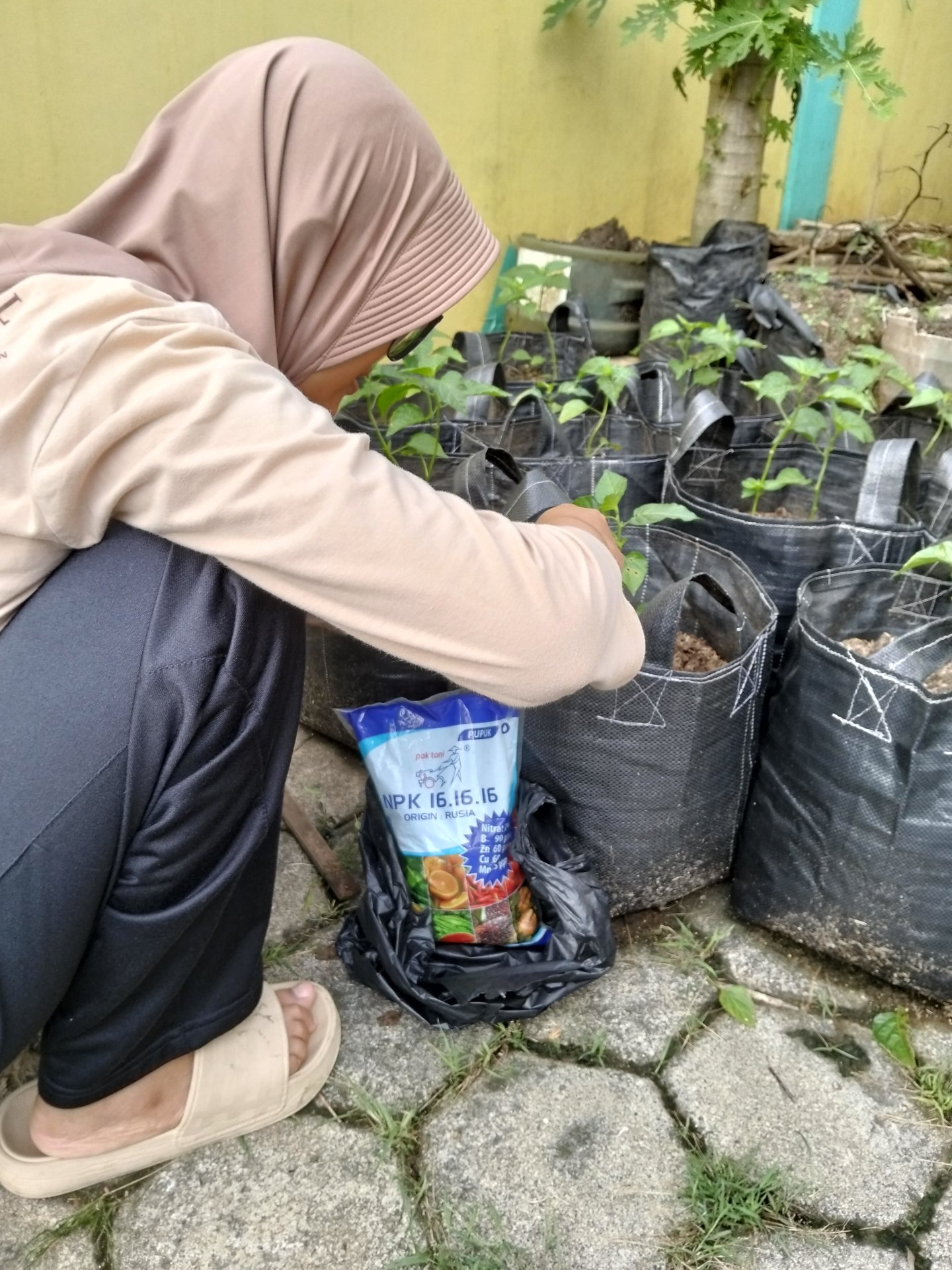 Penyiraman dan Pemupukan Tanaman Cabai