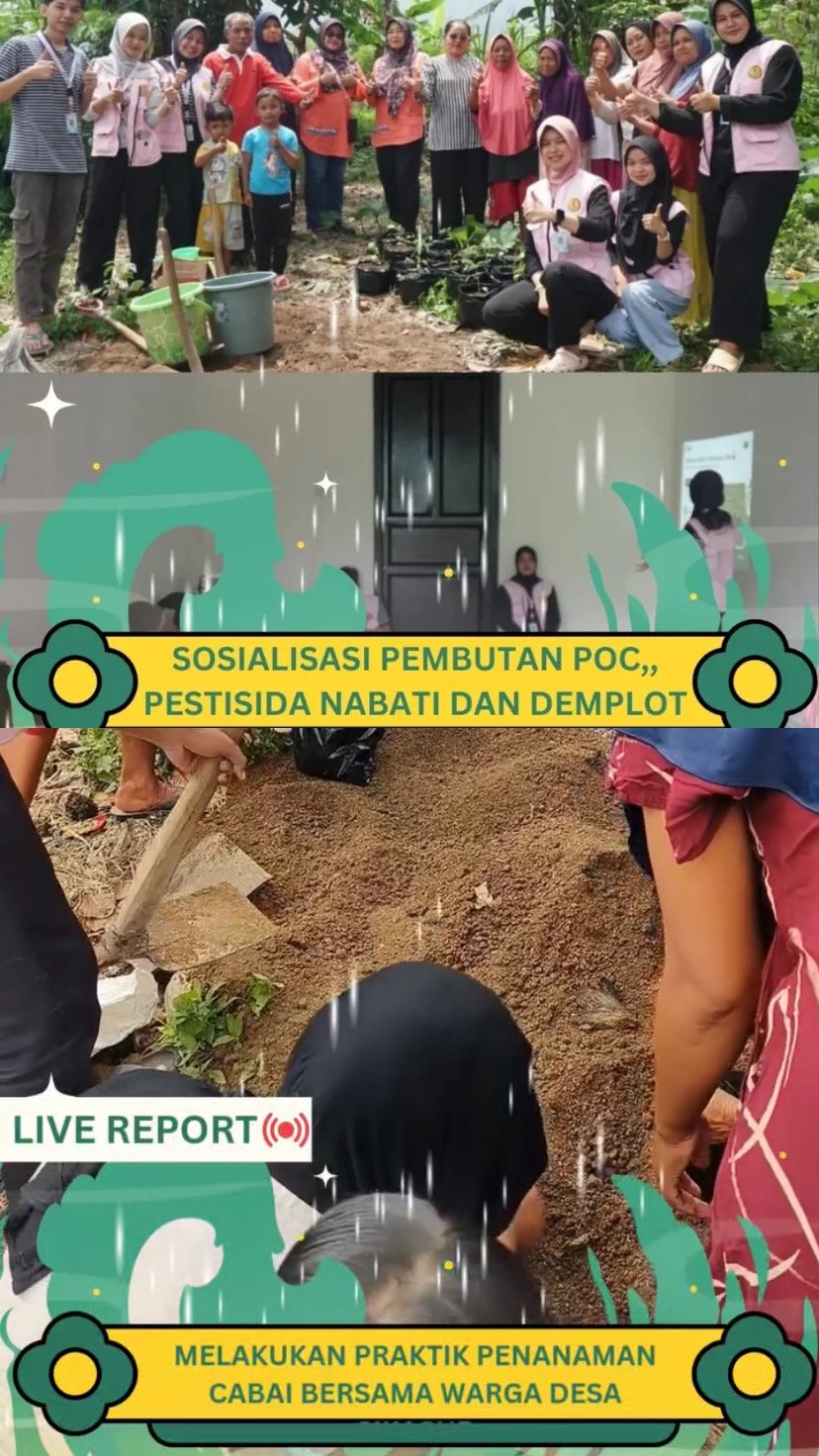 Penenanaman cabai, sosialisasi pembuatan POC, penstisida nabati, dan demplot.
