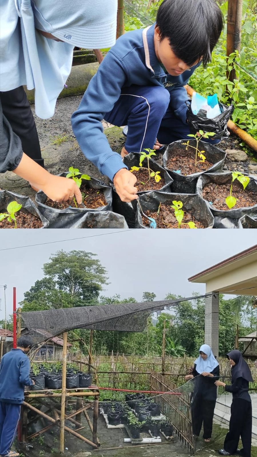 Day 18 KKN : Pemasangan Paranet, Pemupukan, dan Pengajian