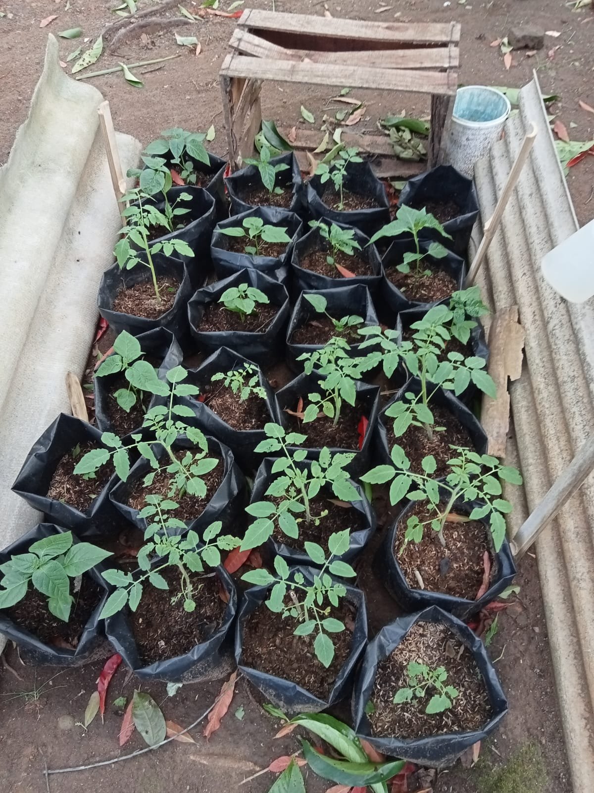 CONTROLLING INTENSIFIKASI PEKARANGAN