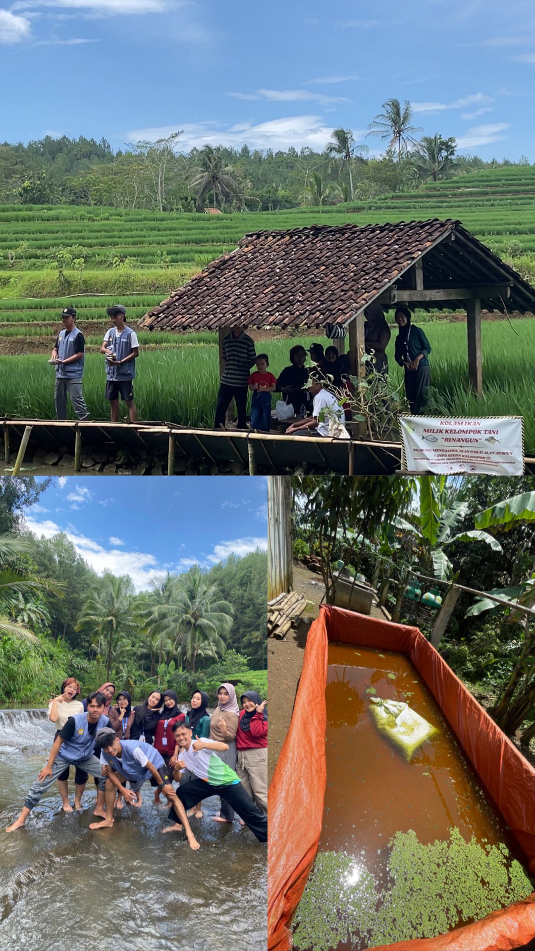Berkunjung ke kolam ikan milik kelompok tani dan berkunjung ke sungai desa lancar, memonitoring perkembangan azoll
