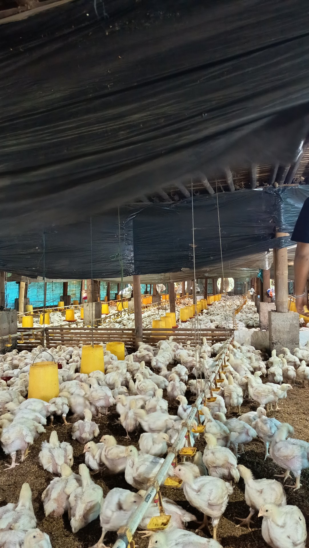 Hari Ke-Delapan Belas: Mengunjungi Kandang dan Kebun