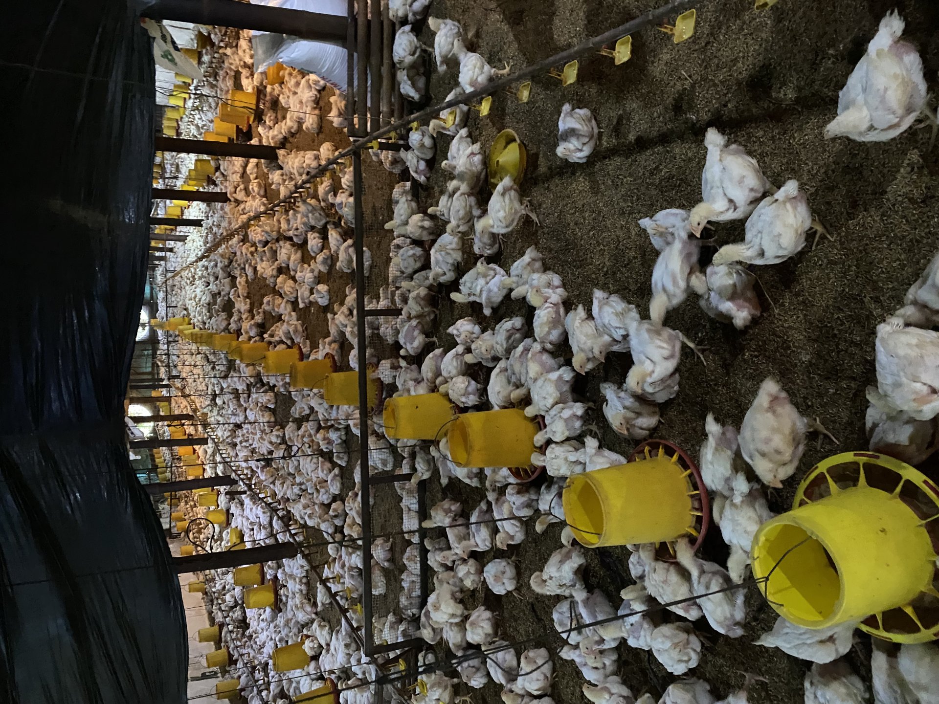 KEGIATAN KKN DESA PLANA HARI KE-18