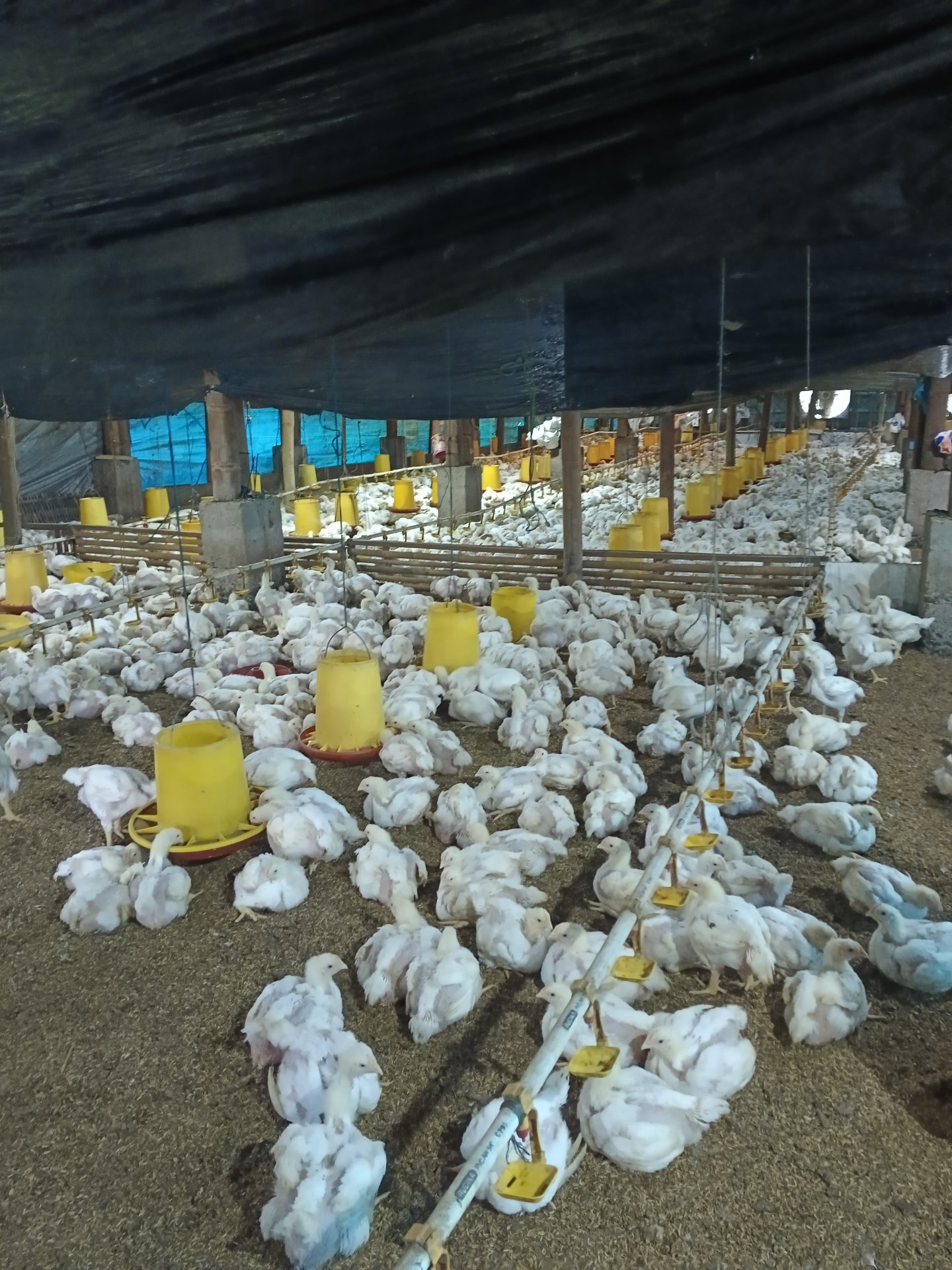 Day 18! Kunjungan Kandang dan Greenhouse