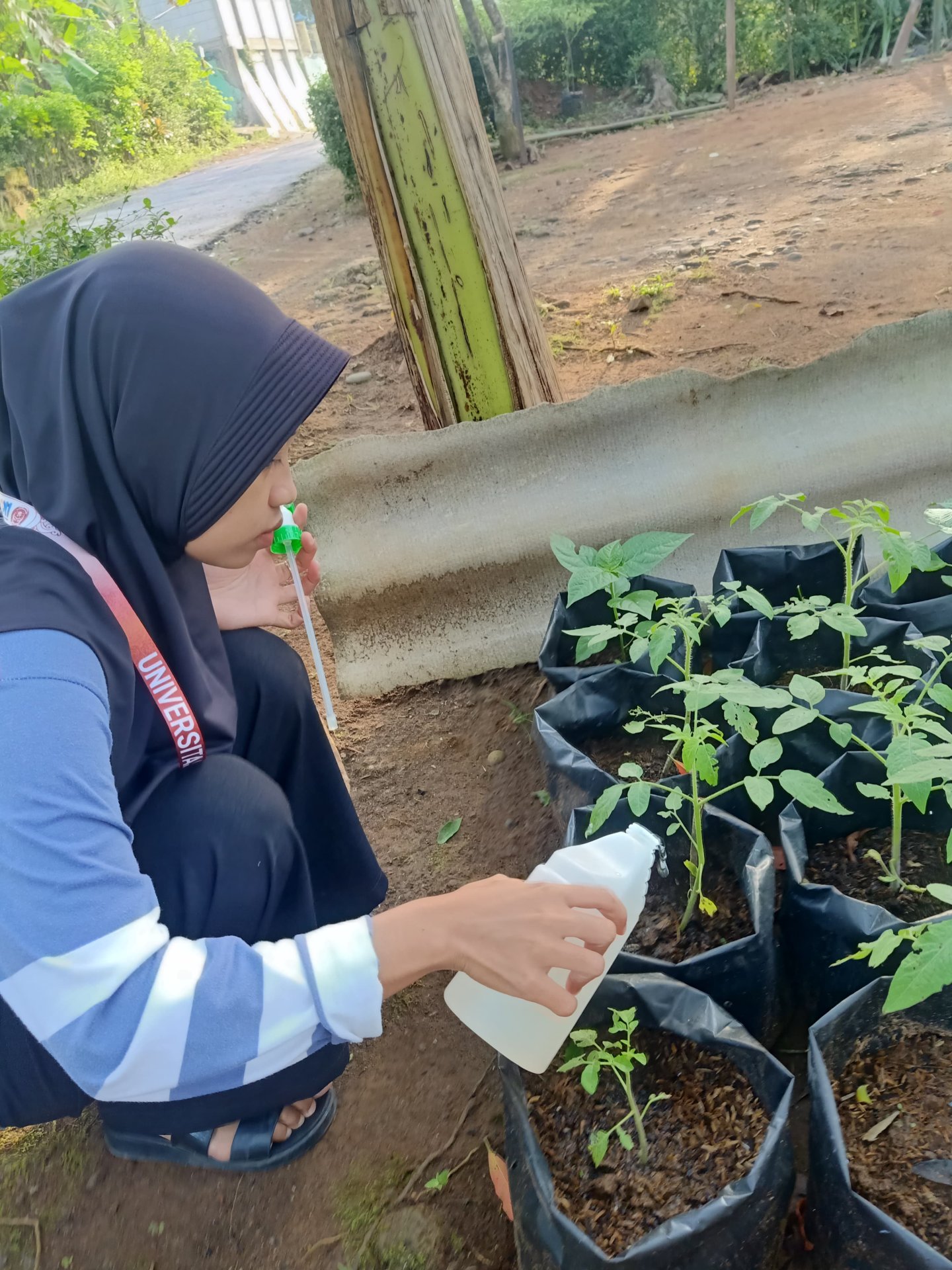 Controlling Intensifikasi Pekarangan hari ke-16