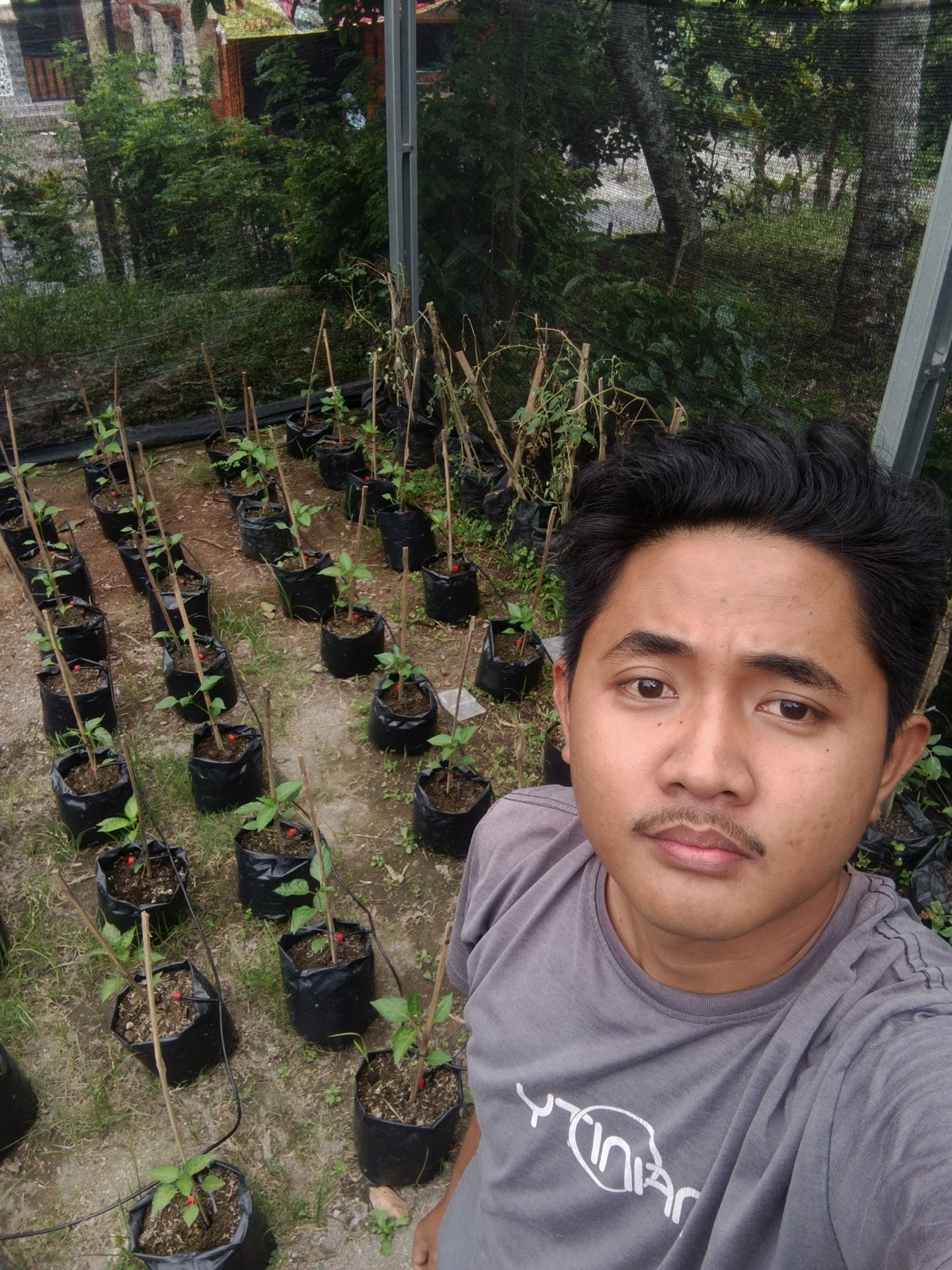 Monitoring tanaman di KWT