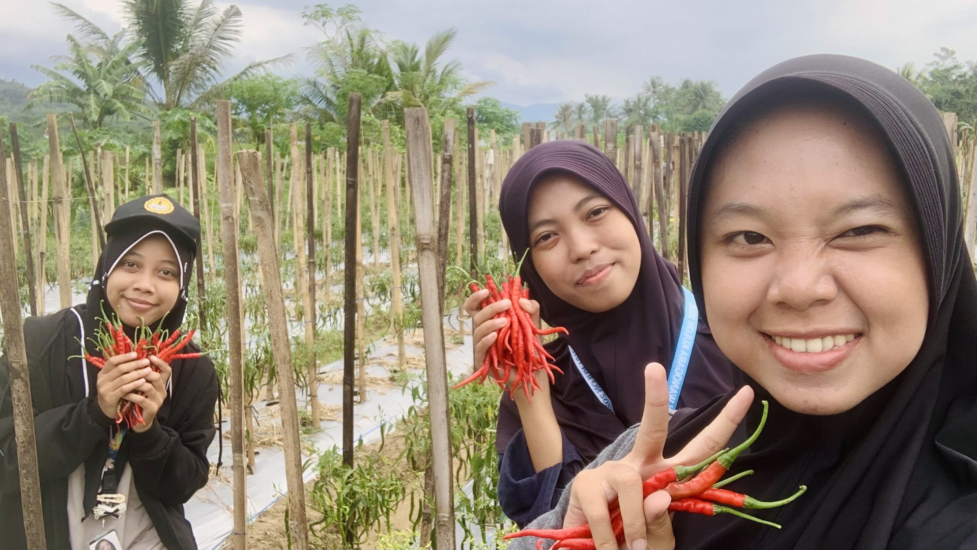 Memanen Cabai dan Menanam Terong