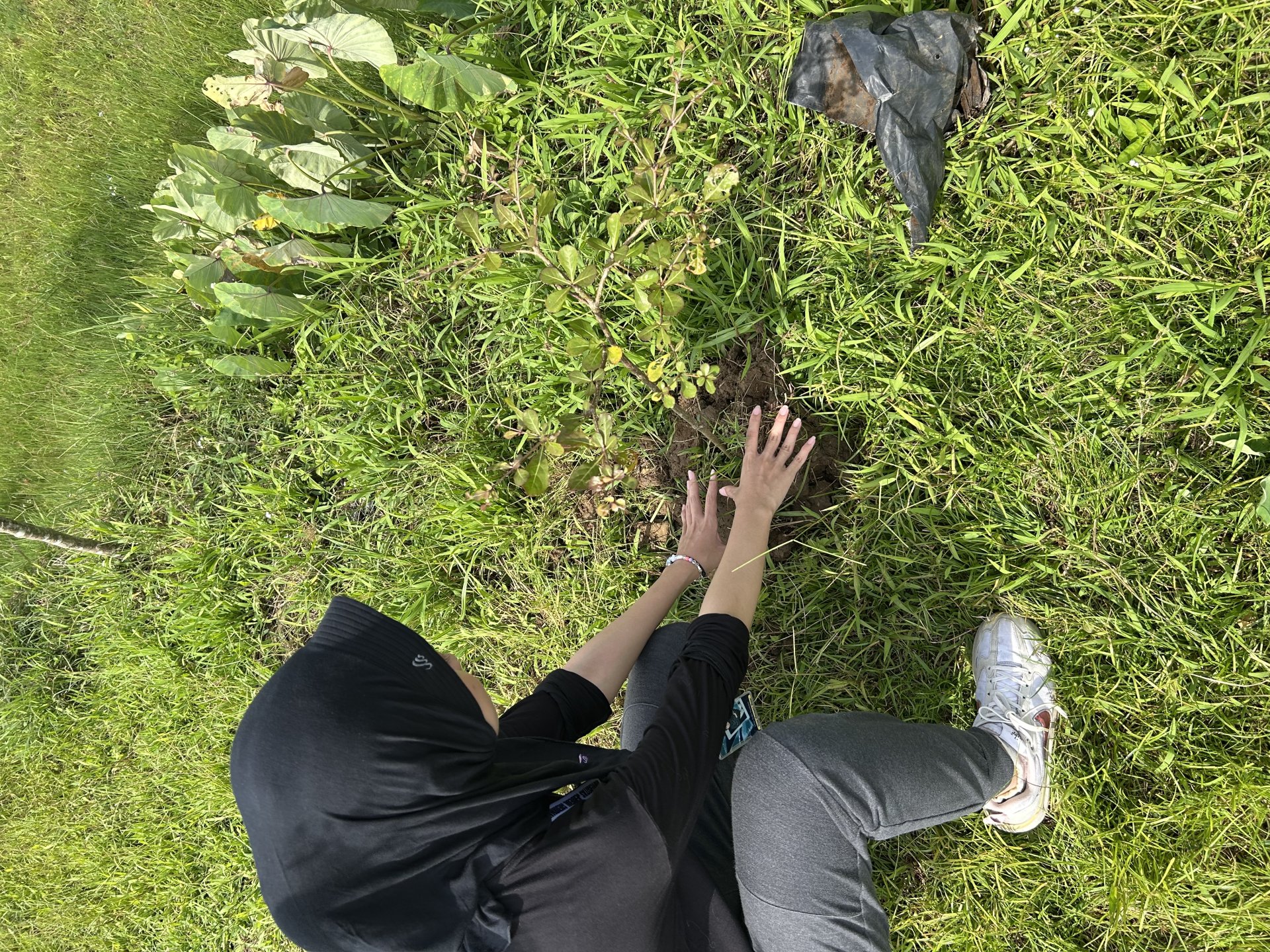 Penanaman Bibit Pohon