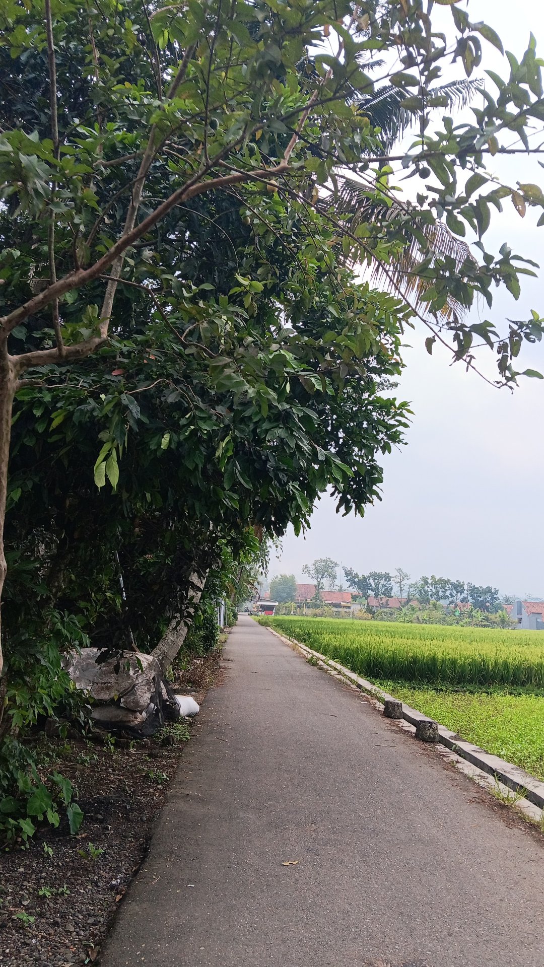 Berkeliling Desa Mangli