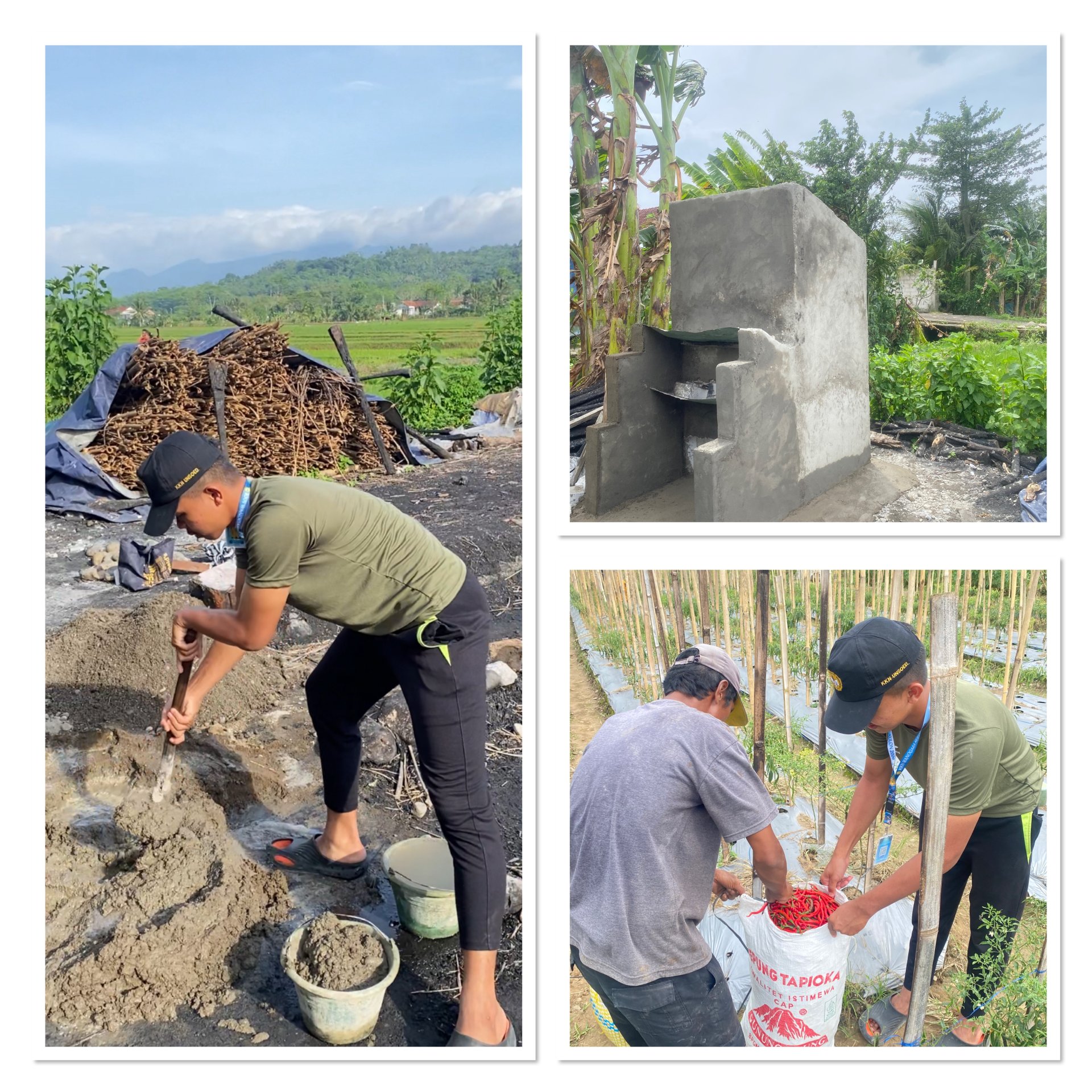 Kegiatan Pembuatan Insenerator dan Pemanenan Cabai