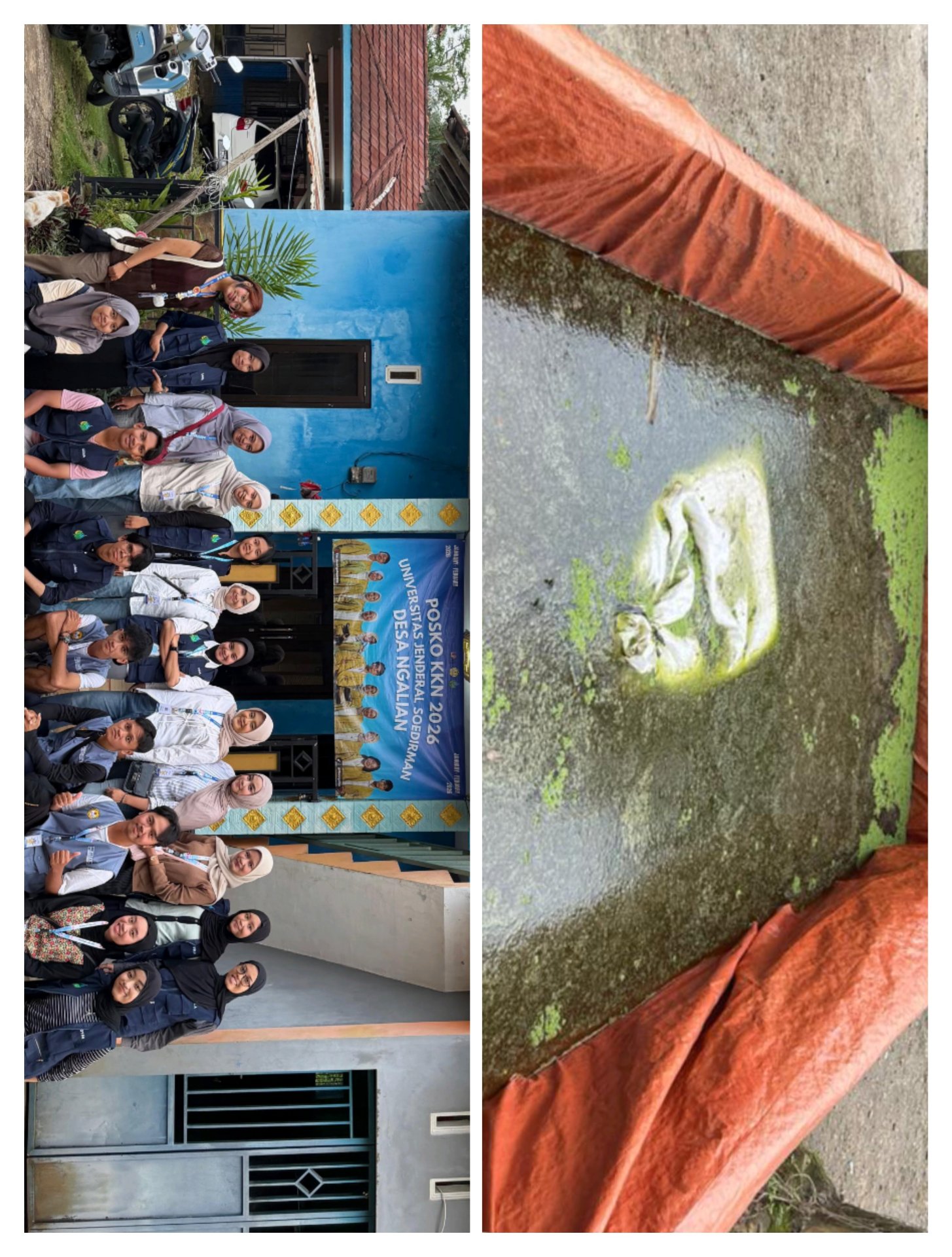 Monitoring Azolla dan Studi Banding Desa Ngalian