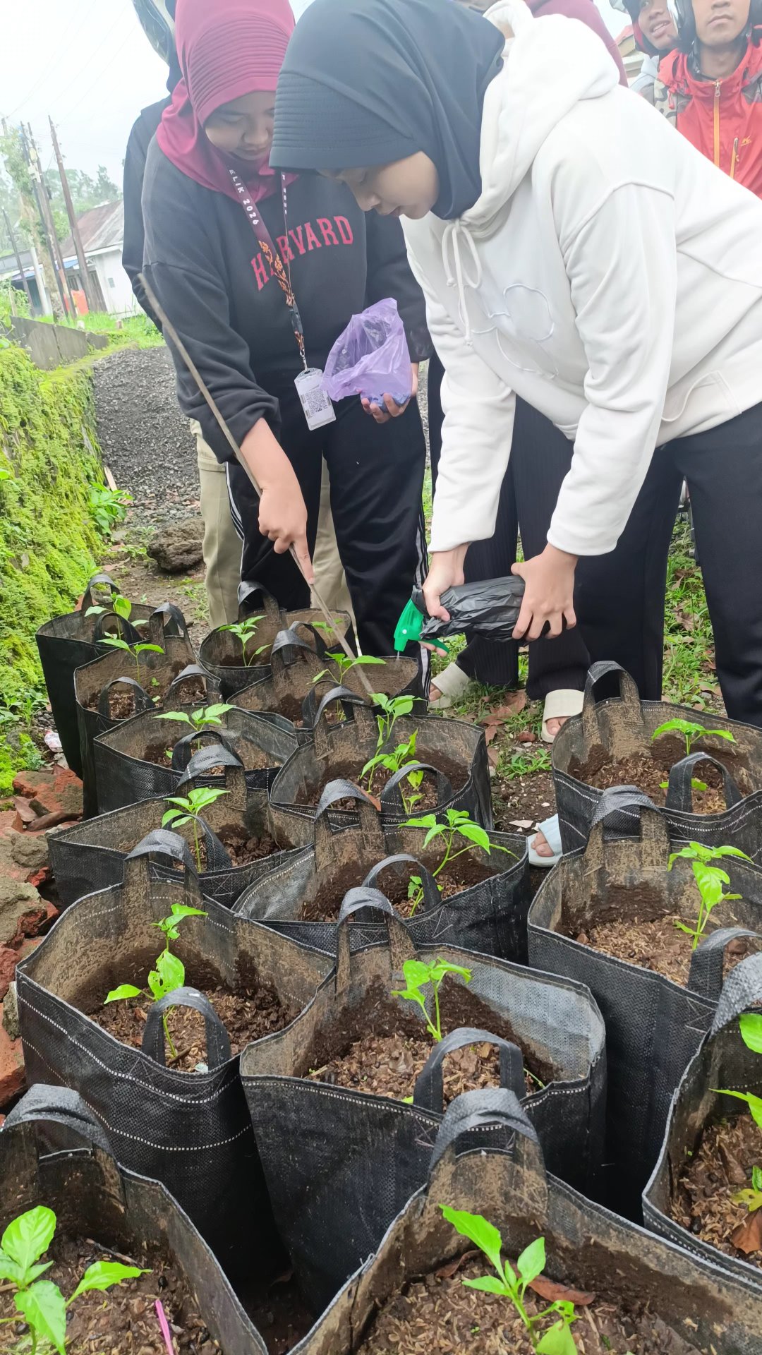Day 19-KKN Desa Belik - Kegiatan Monitoring Tanaman