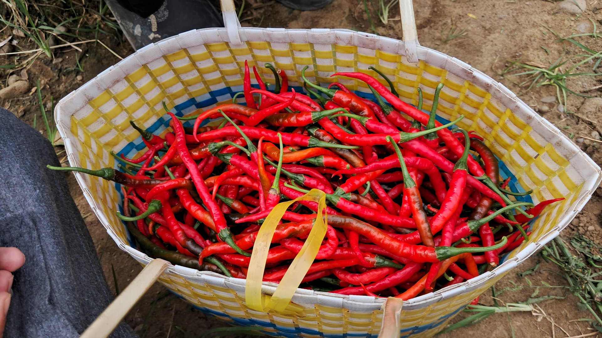 Panen cabai Pak Darso