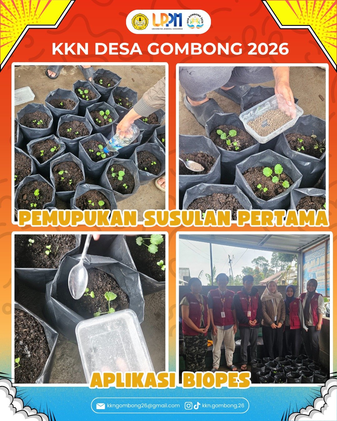 Pemupukan Susulan Pertama dan Aplikasi Biopes