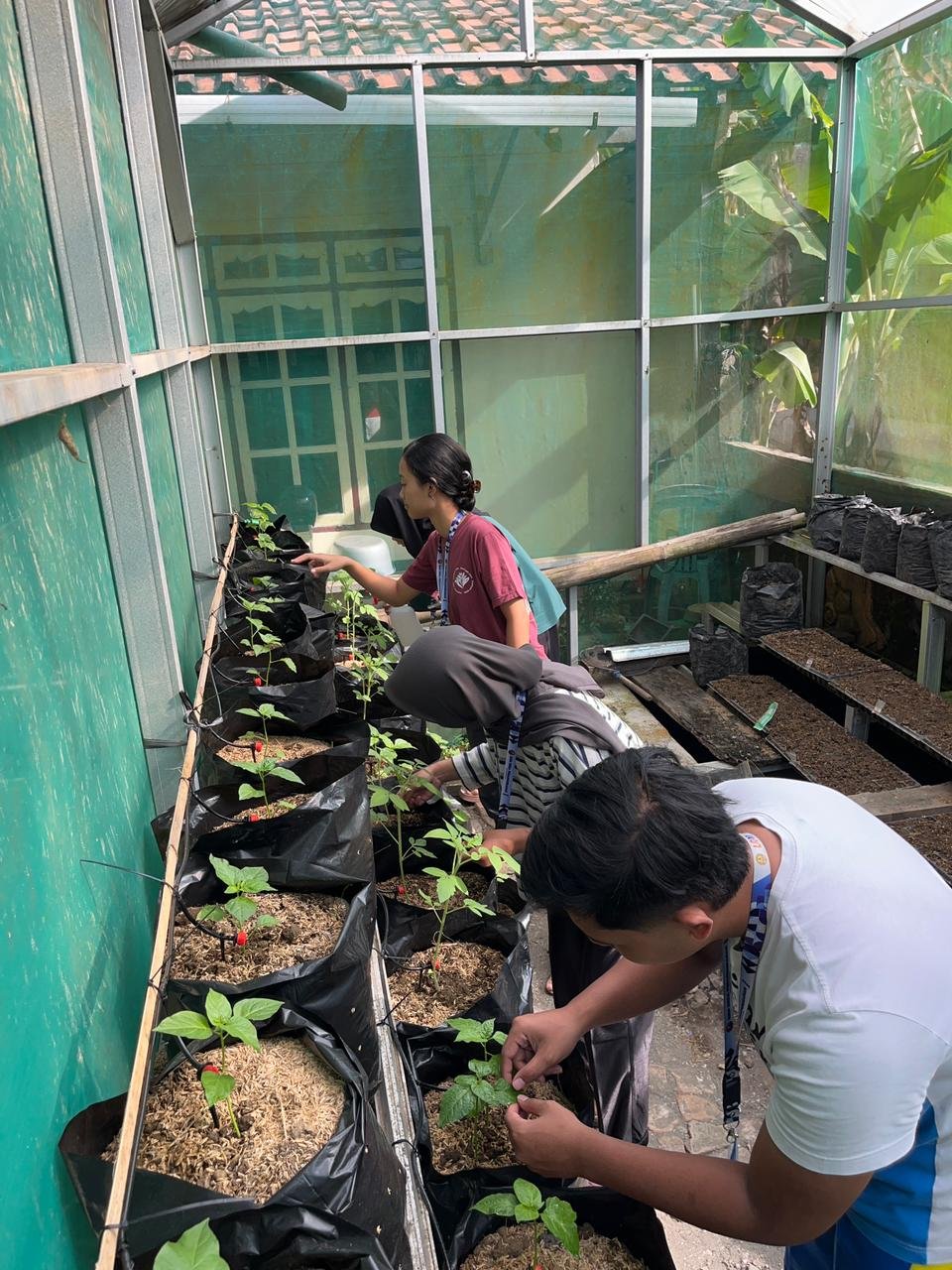 Kegiatan Hari Ke-19 | Monitoring Demplot Pertanian