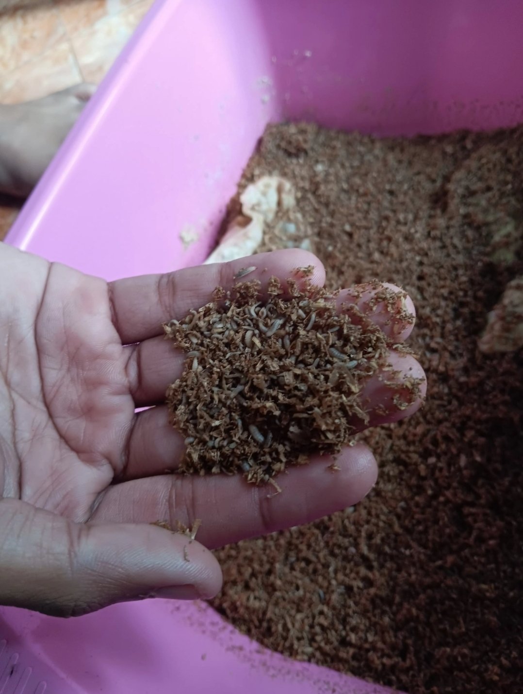 Bibel di Dusun Sidodadi Kalisaleh