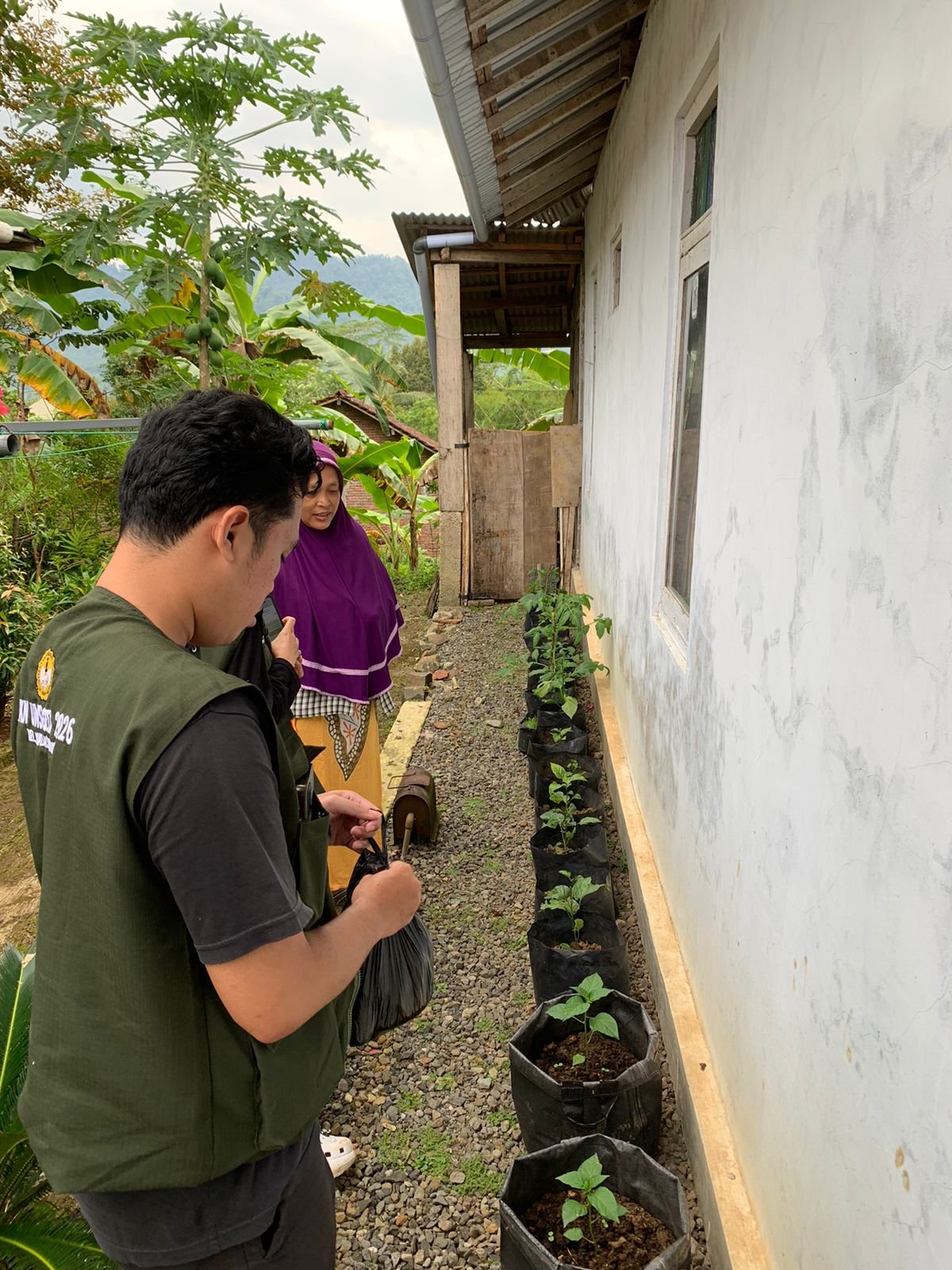 KKN DAY 19 : Monitoring Tanaman Cabai