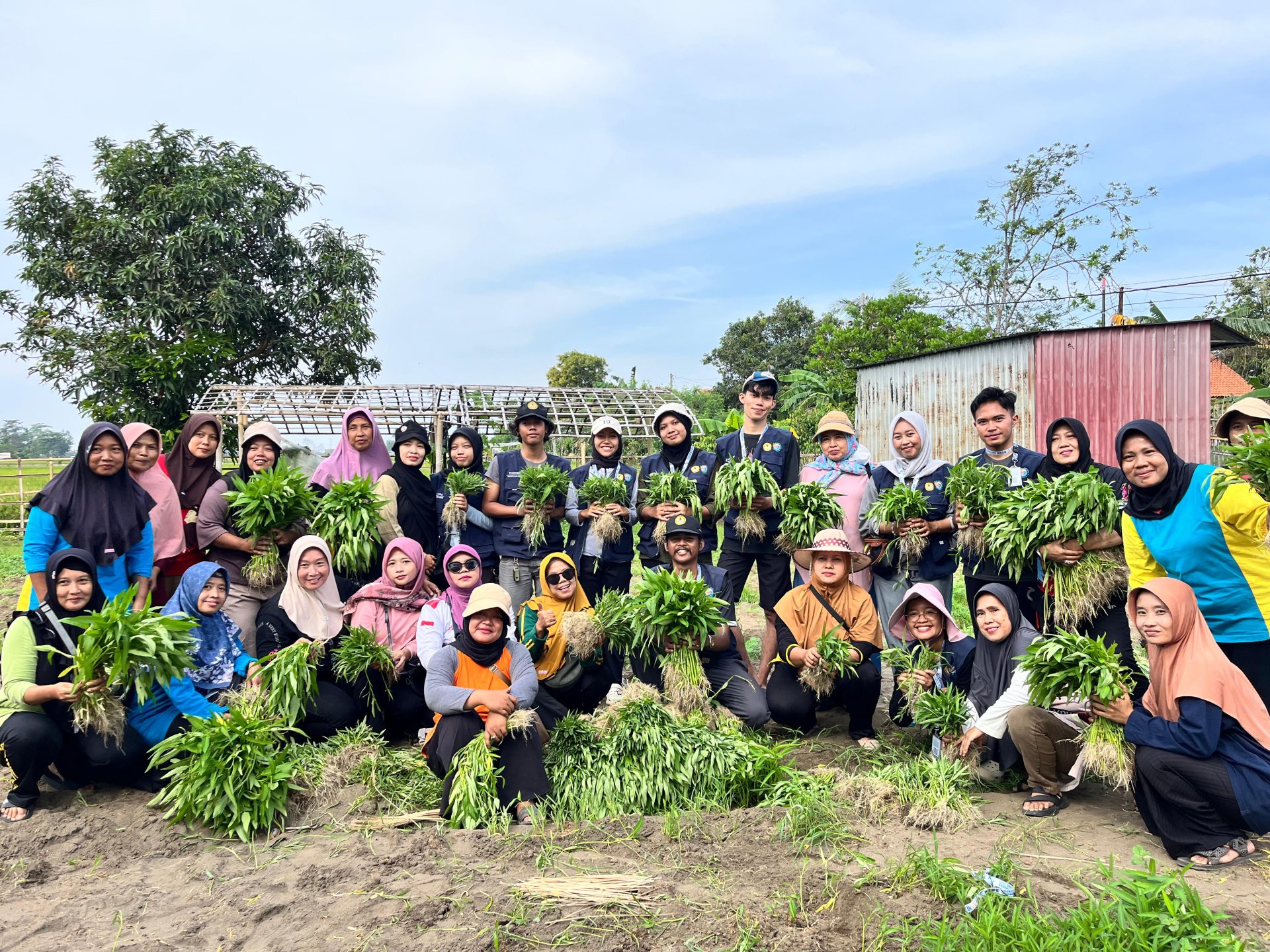 KKN day 19 - membantu melakukan panen raya di kebun desa