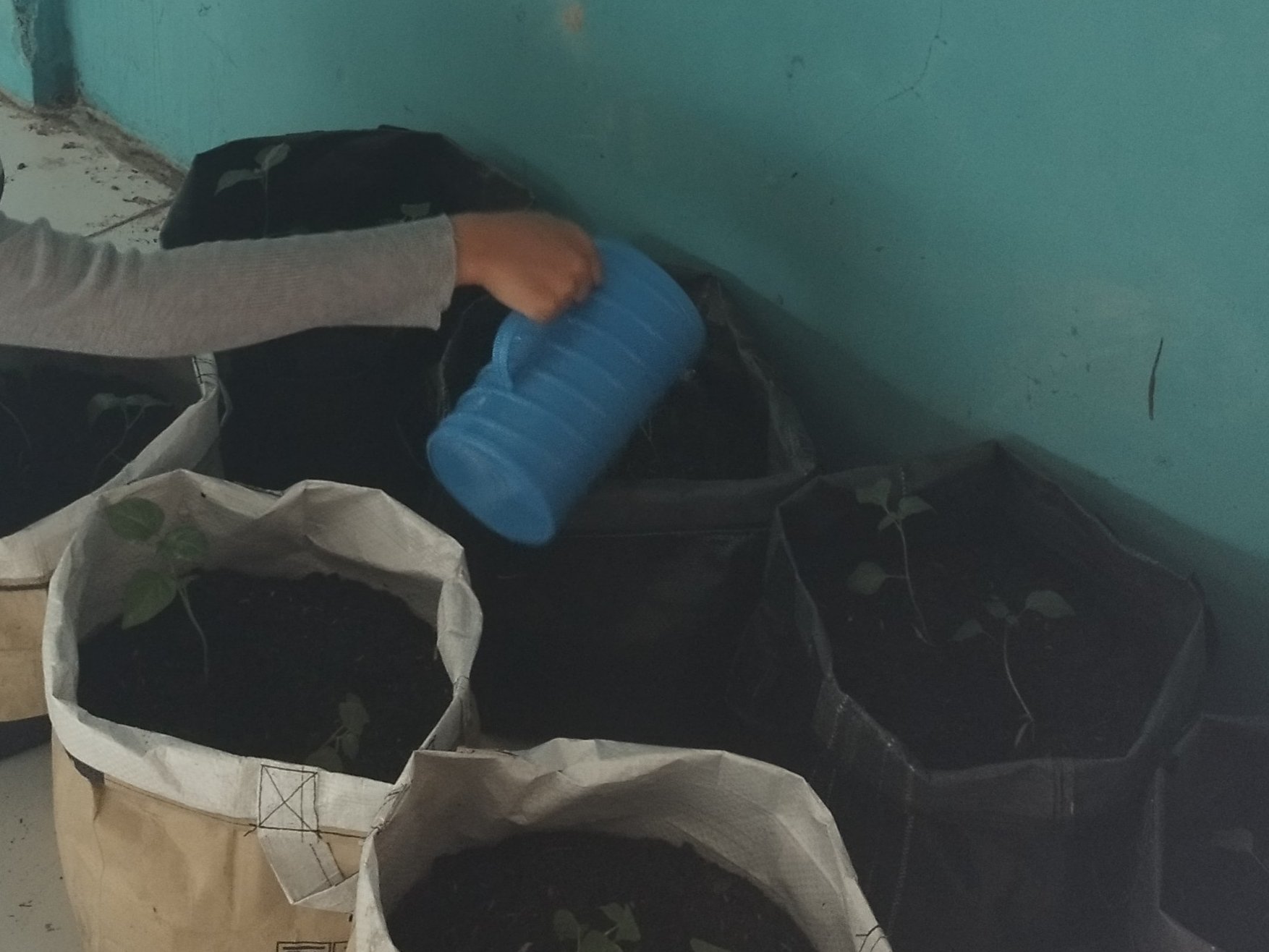 Monitoring tanaman cabai