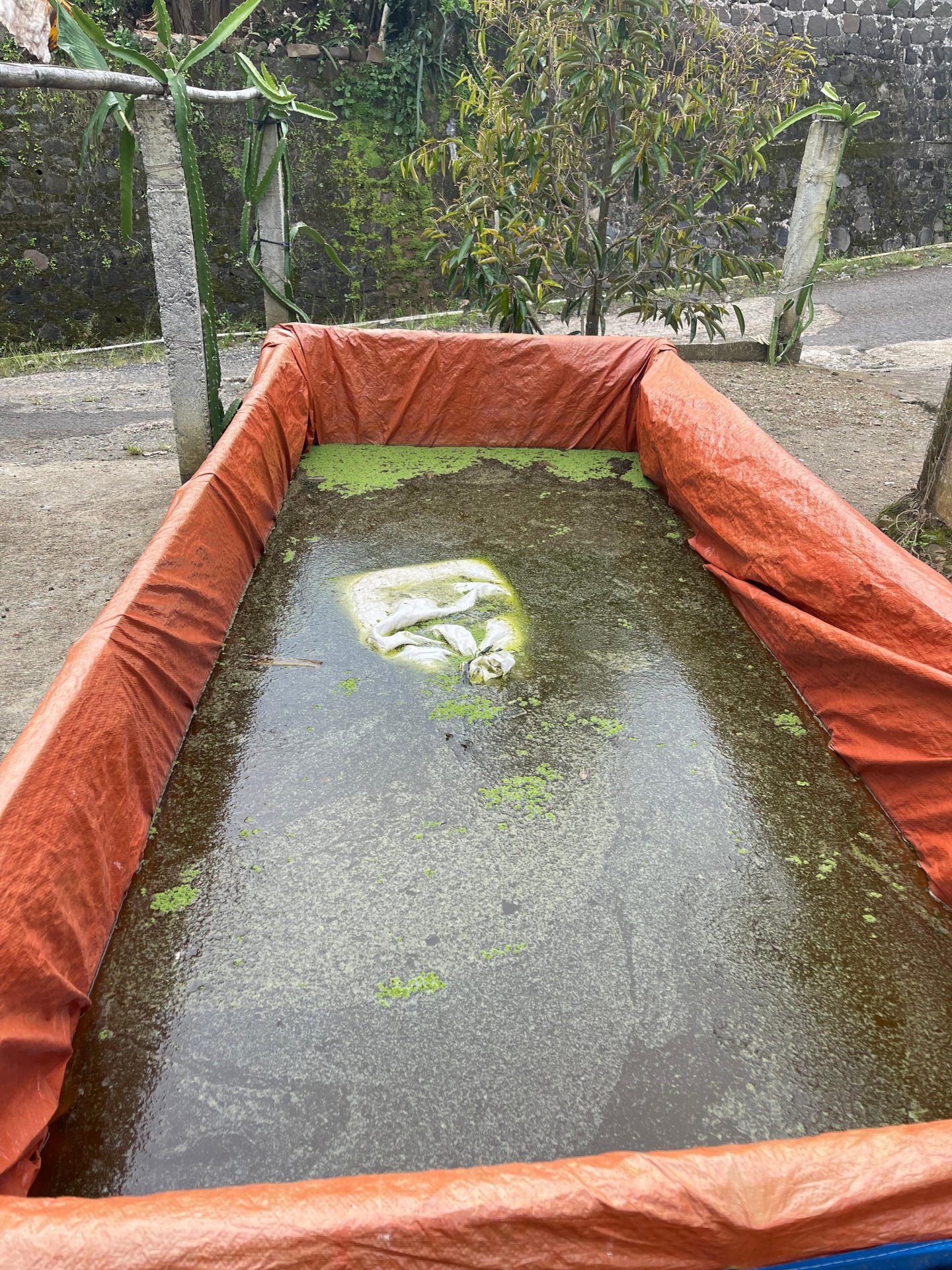 Mahasiswa KKN UNSOED 2026 Desa Lancar Laksanakan Monitoring Kolam Azolla dan Sowan ke Posko KKN Desa Ngalian