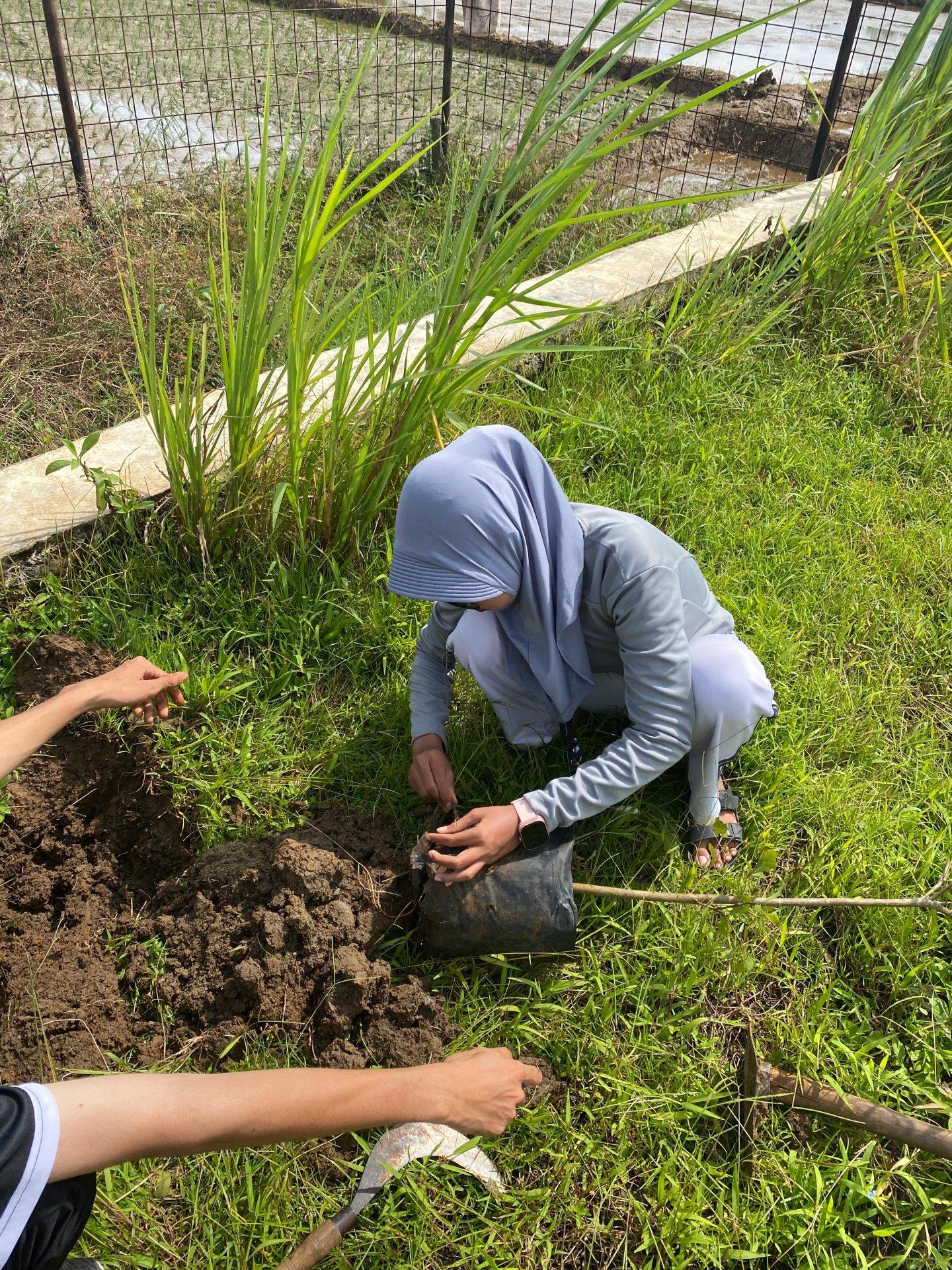 Penanaman Pohon Ketapang