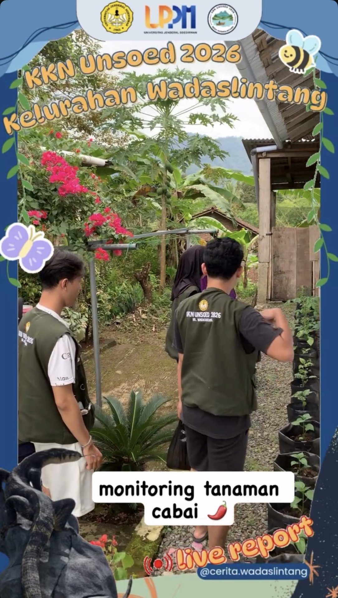 Monitoring dan Evaluasi Berkala Pertumbuhan Bibit Cabai pada Warga Penerima Program Ketahanan Pangan