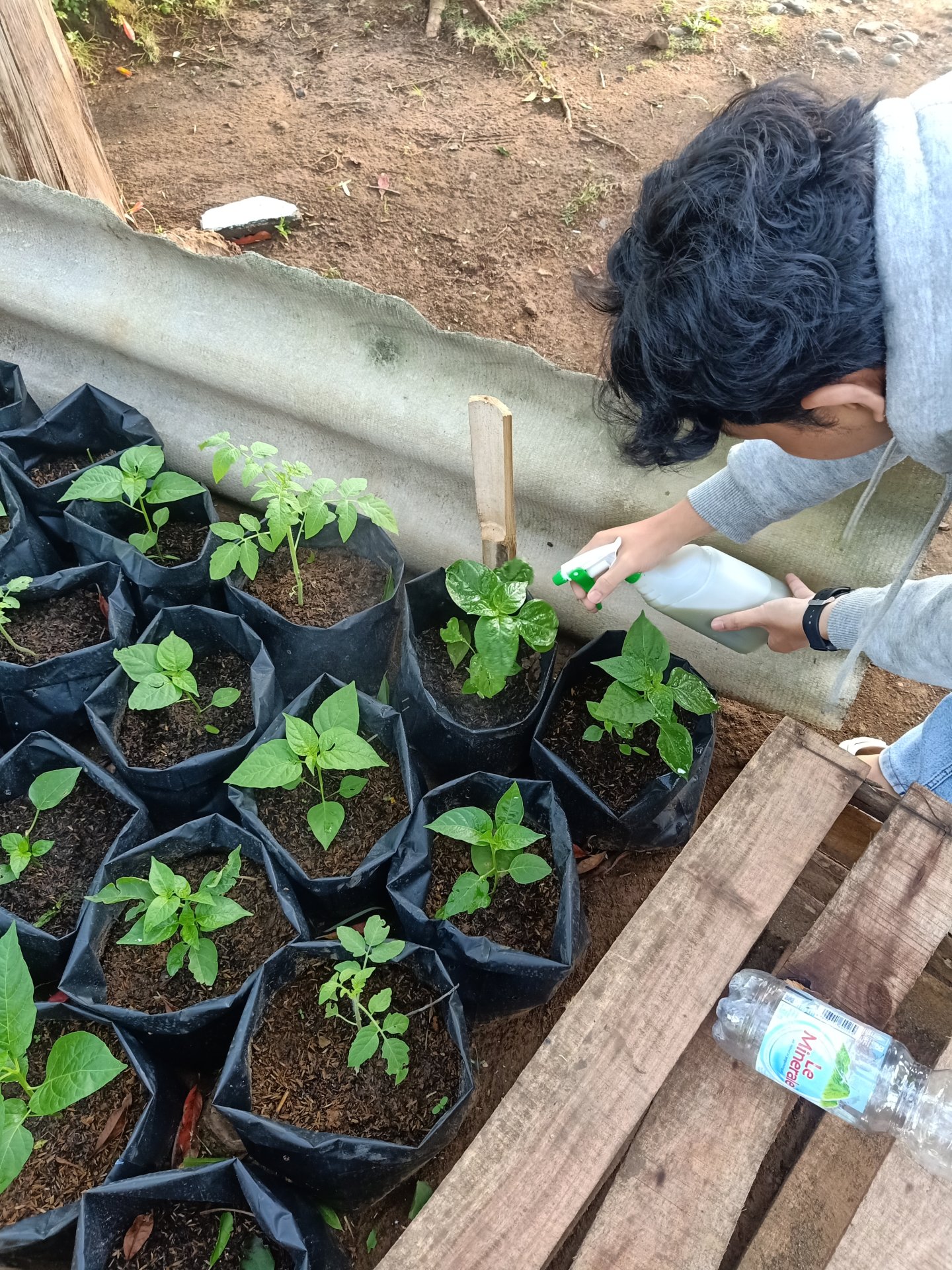25/01/2025 CONTROLLING INTENSIFIKASI PEKARANGAN