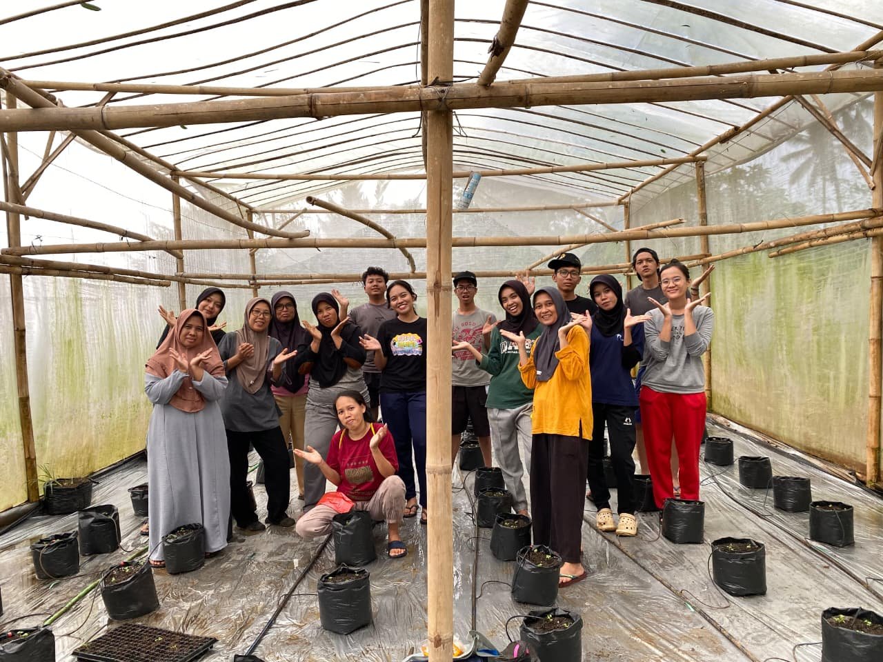 Membersamai KWT menanam sayuran di greenhouse, hari ke-15 KKN