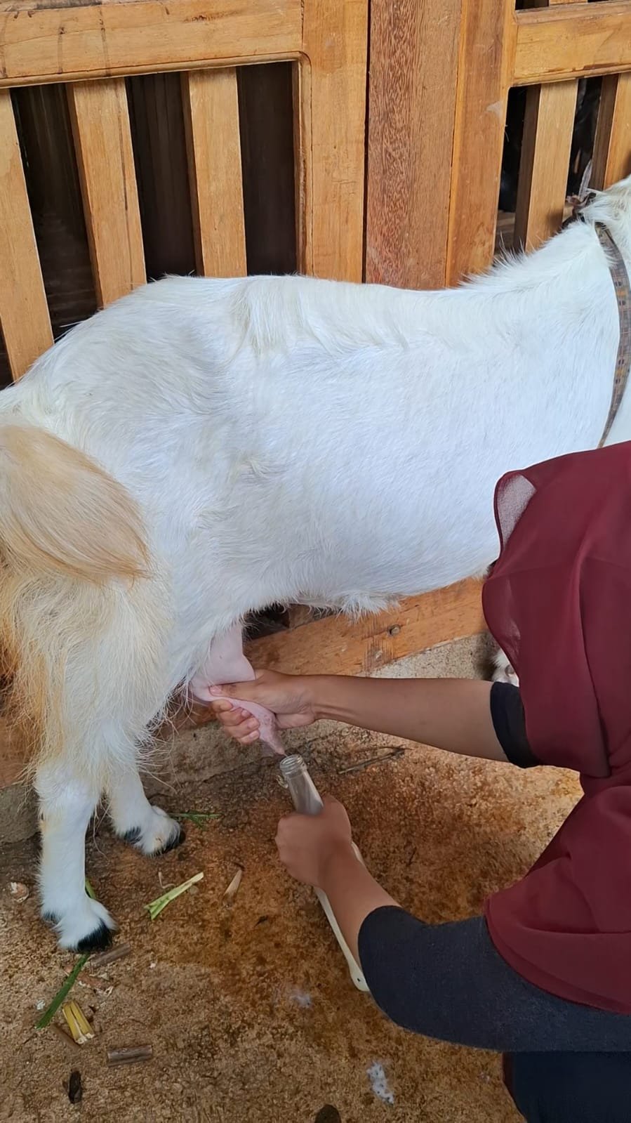 22-01-26 Kunjungan Kandang Kambing Perah Padepokan Temon Cilacap